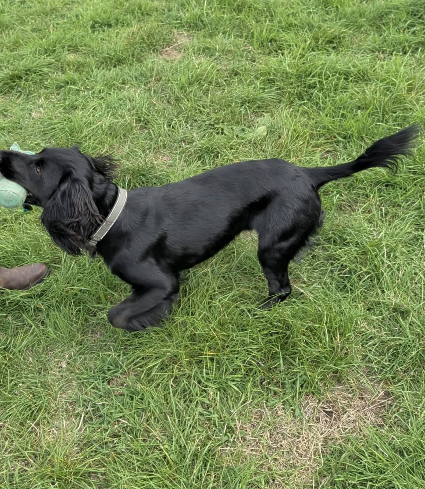 Rocket the Cocker Spaniel 

An introduction to stop to flush, marks and memories 

#cockerspanieltraining