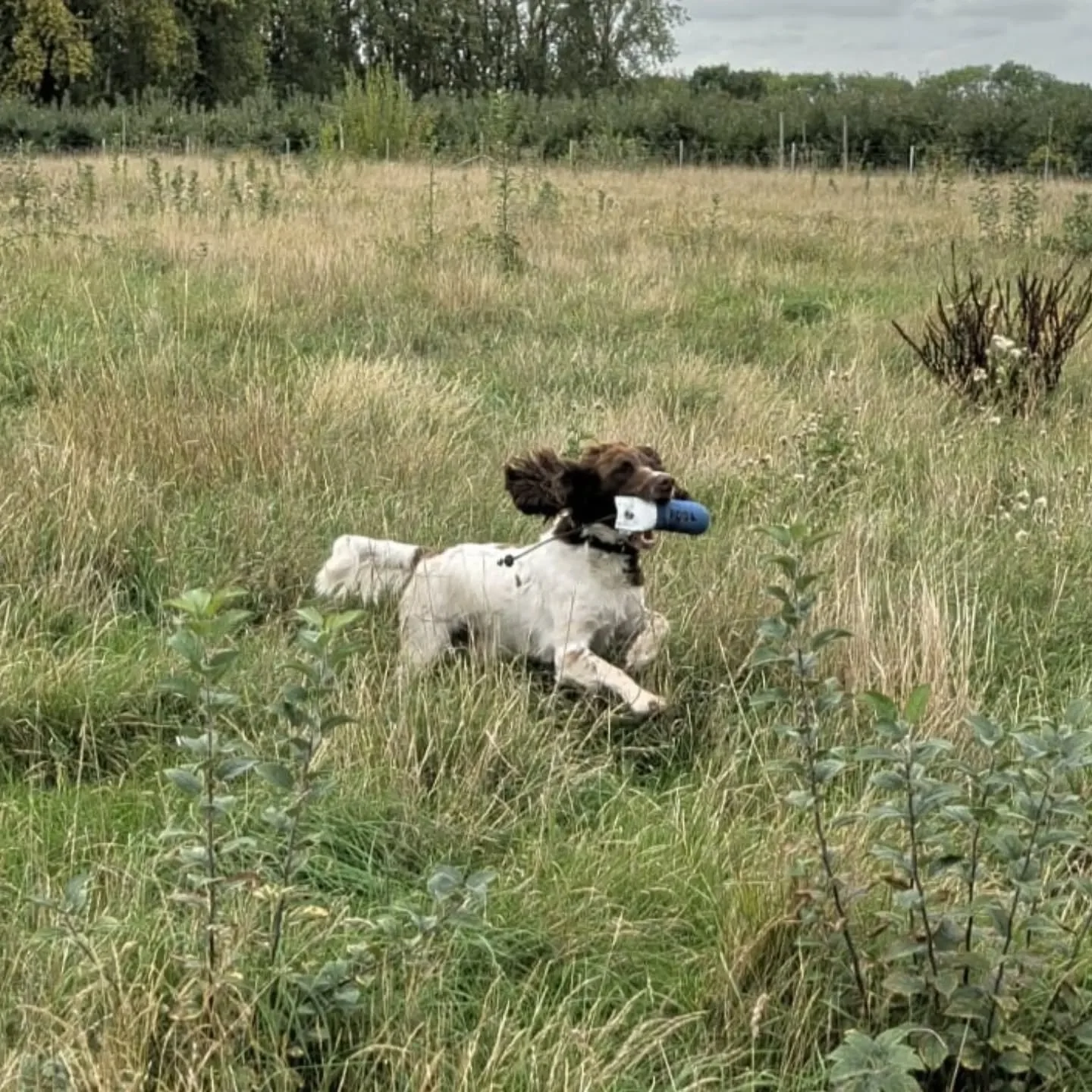 Barney the Springer Spaniel 

Introducing stop to flush and retrieving in cover 

#springerspanieltraining