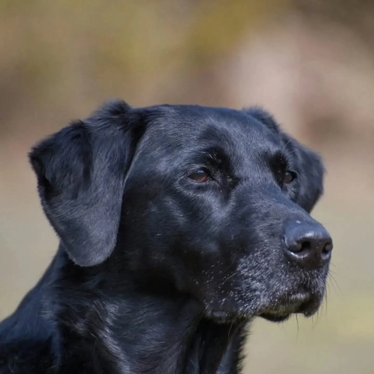 In honour of National black dog day we thought we would share these photos of our gorgeous black Labradors, past and present 

#gundog #instadog #dogsofinstagram #blackdog #nationalblackdogday 

National Black Dog Day