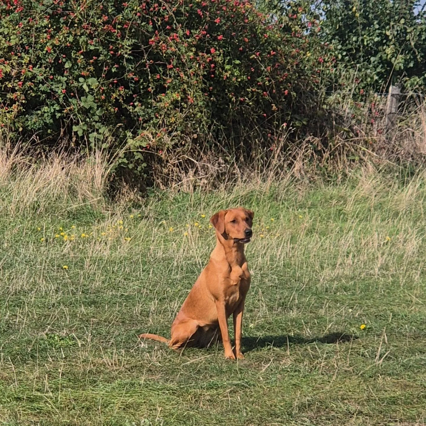Gundog foundation class this morning 

Heelwork, steadiness, stay, stop whistle introduction and a little retrieving 

#gundogfoundations