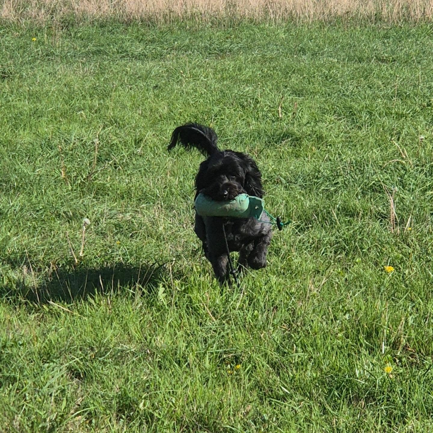 Basil the Cockerpoo enjoying his fun gundog session today 

#Cockerpoo #gundogfun