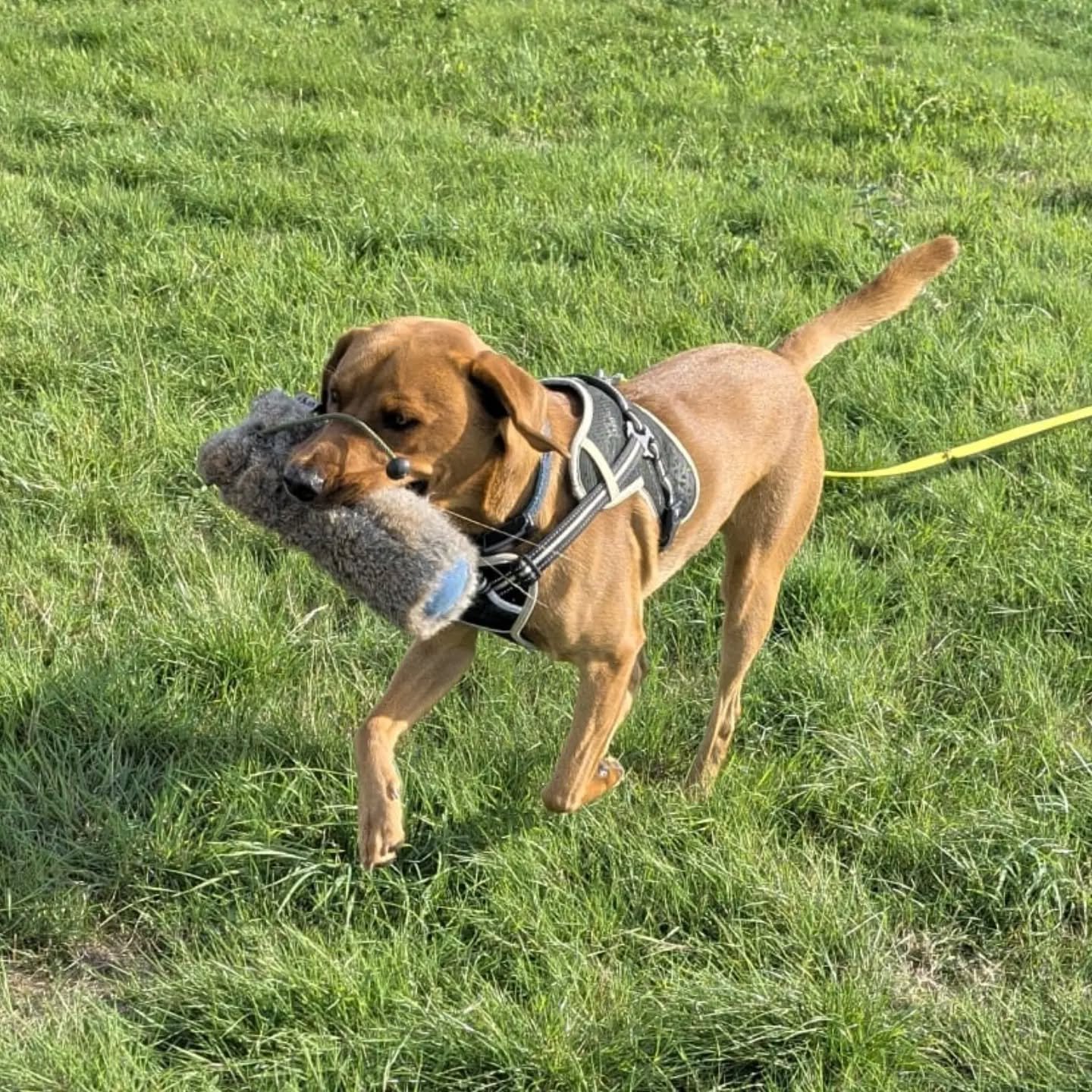 Gundog foundations with this lovely young Labrador