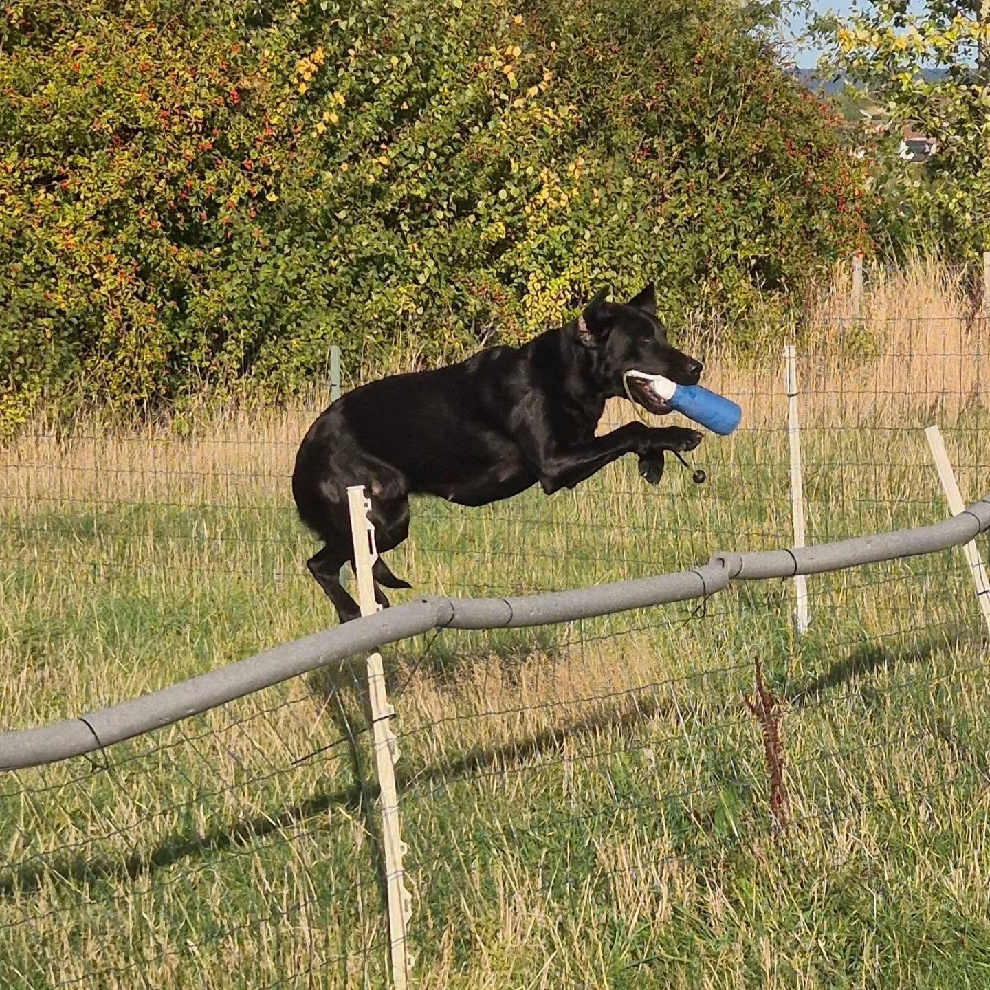 Tia 

Lines on blinds, hunting, stop whistle progression and steadiness 

@bodie_74