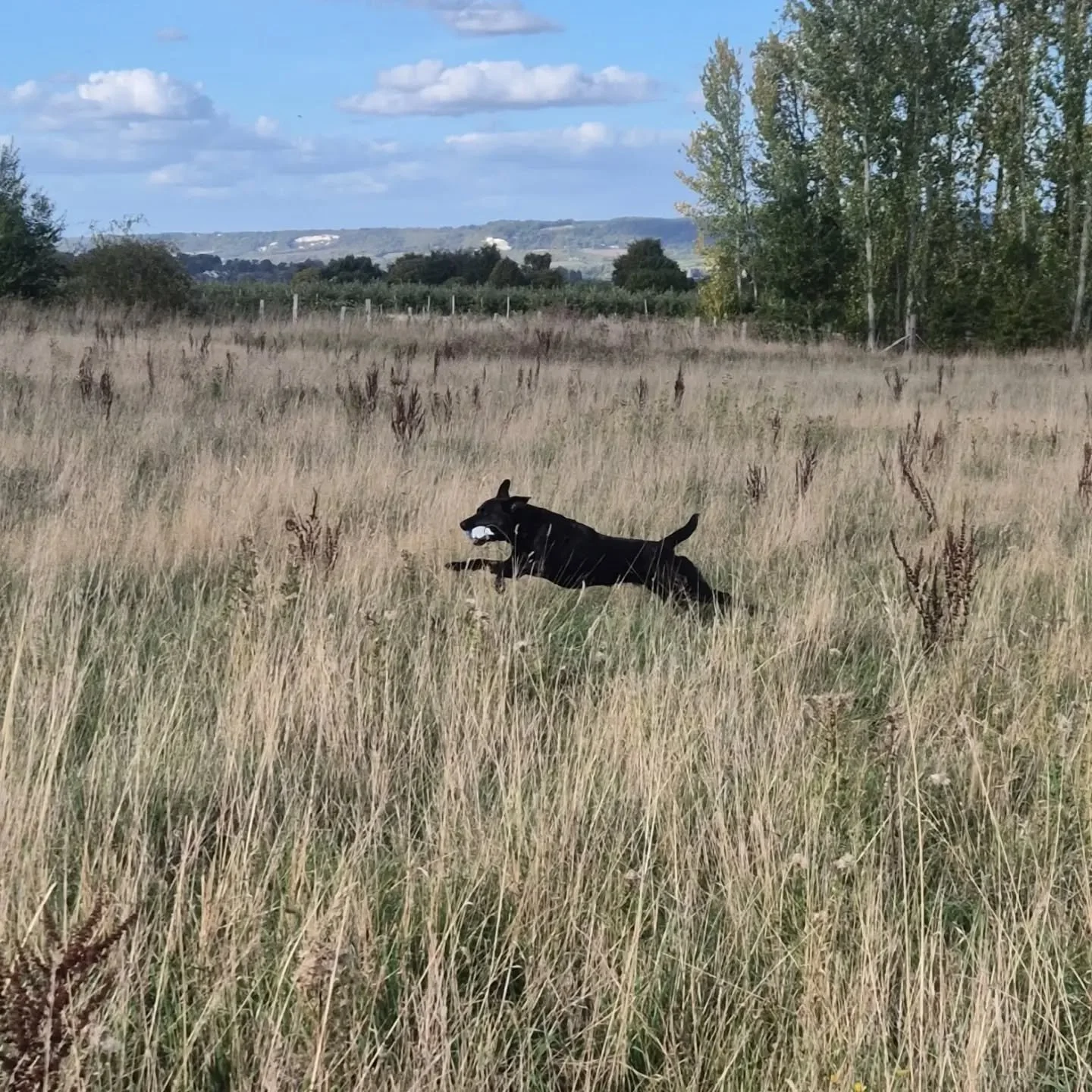 @bodie_74

Skye....

Marking in cover, stop whistle, and blinds 

#retrievertrainingkent #retrievertrainingmaidstone