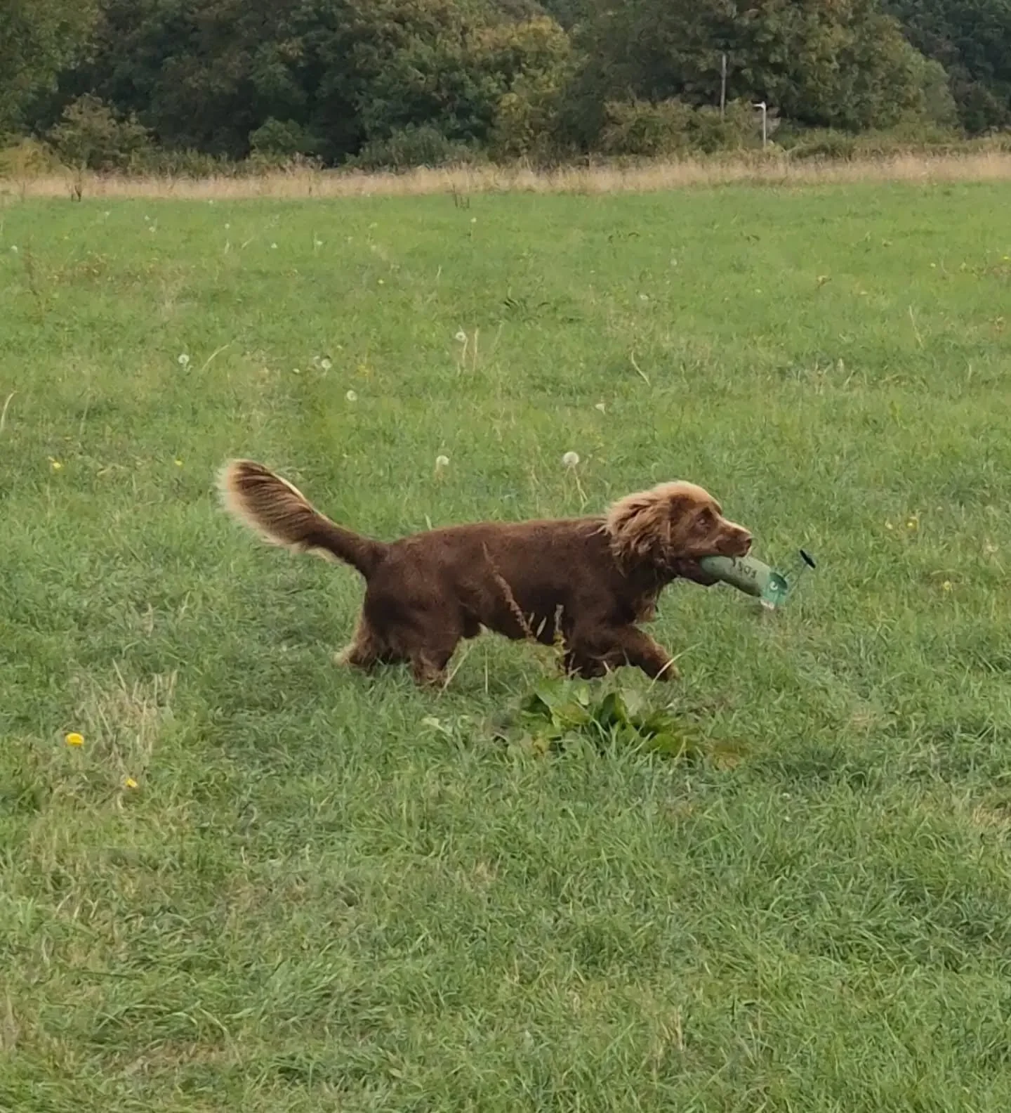 Split retrieves, stop whistle, hunting, and stop to movement/flush with this great group 

#sussexspaniel #cockerspaniel #springerspaniel #labradorretriever #gundogtraininglife