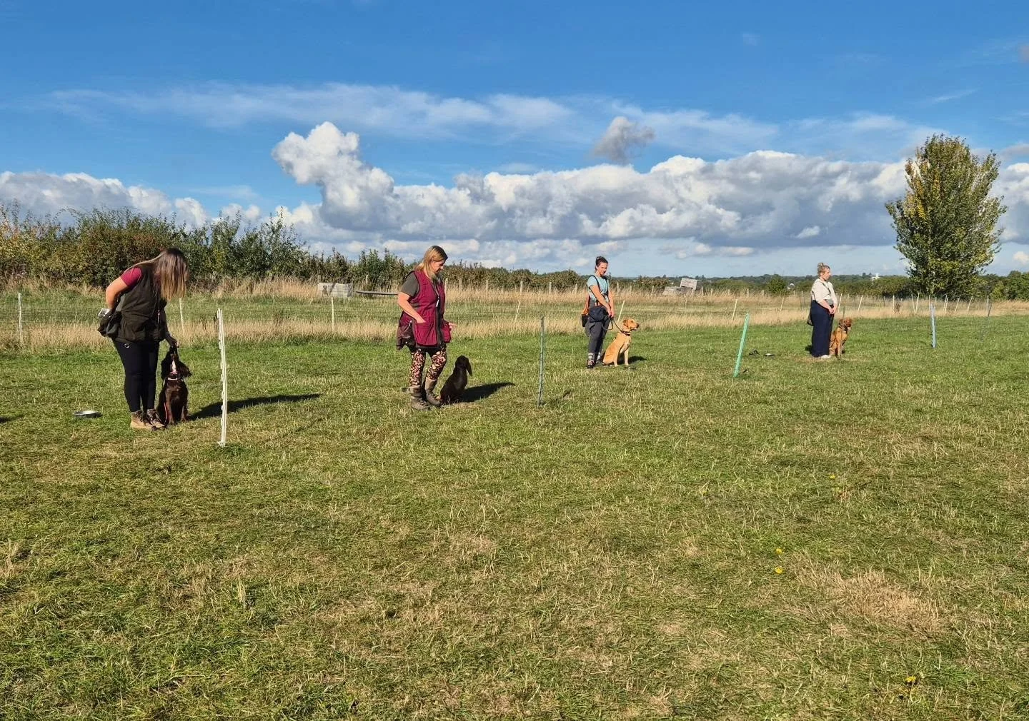 Super morning with these young gundogs in training 

Steadiness (static and on the move) marking in cover, hunting, and building distance on retrieves 

#gundogtrainingmaidstone #gundogtrainingkent