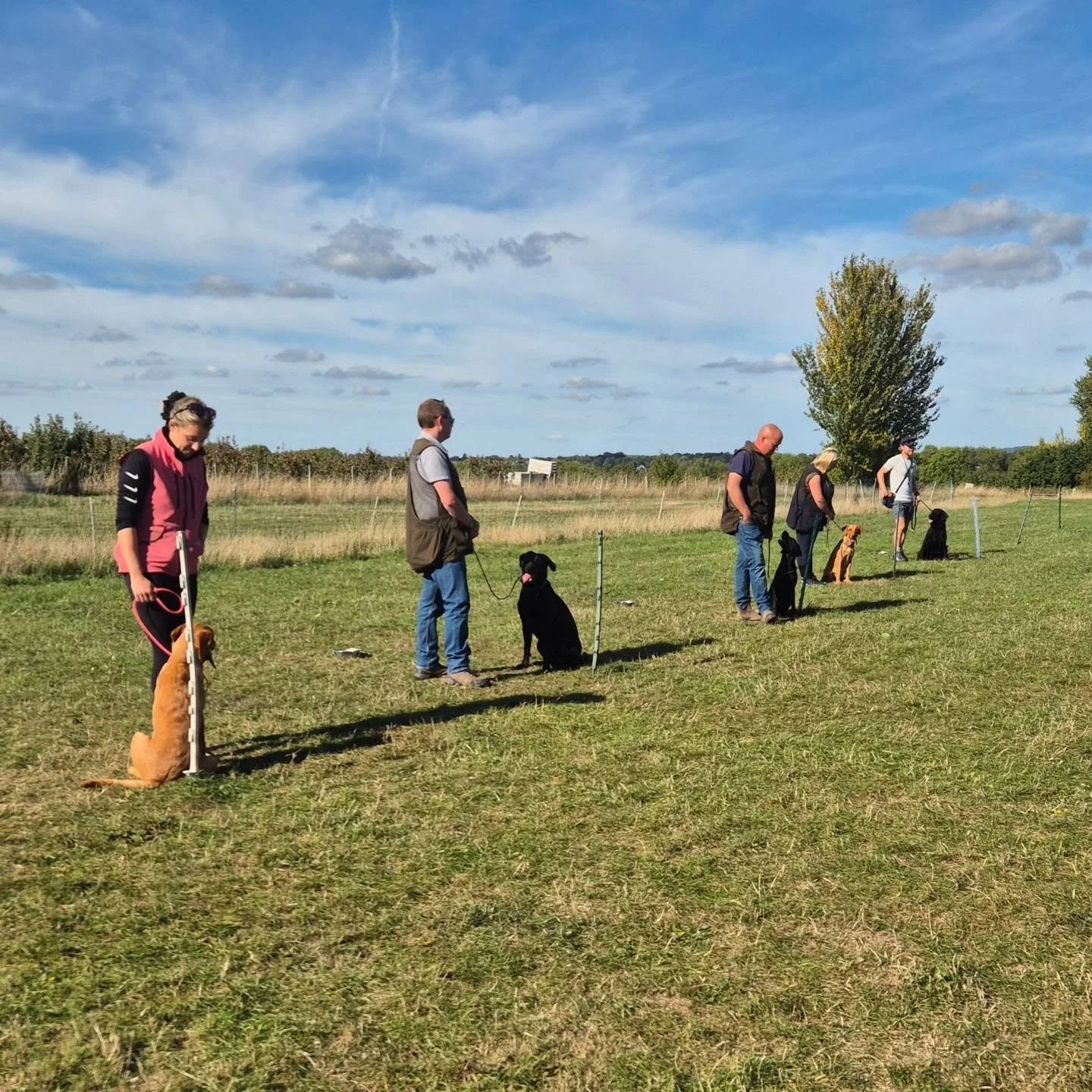 Gundog foundations class one for this lovely group of young gundogs in training and their handlers 

Heel position, recall, steadiness, marked retrieves and advice on everything in between like appropriate play and focus exercises 

#gundogfoundation