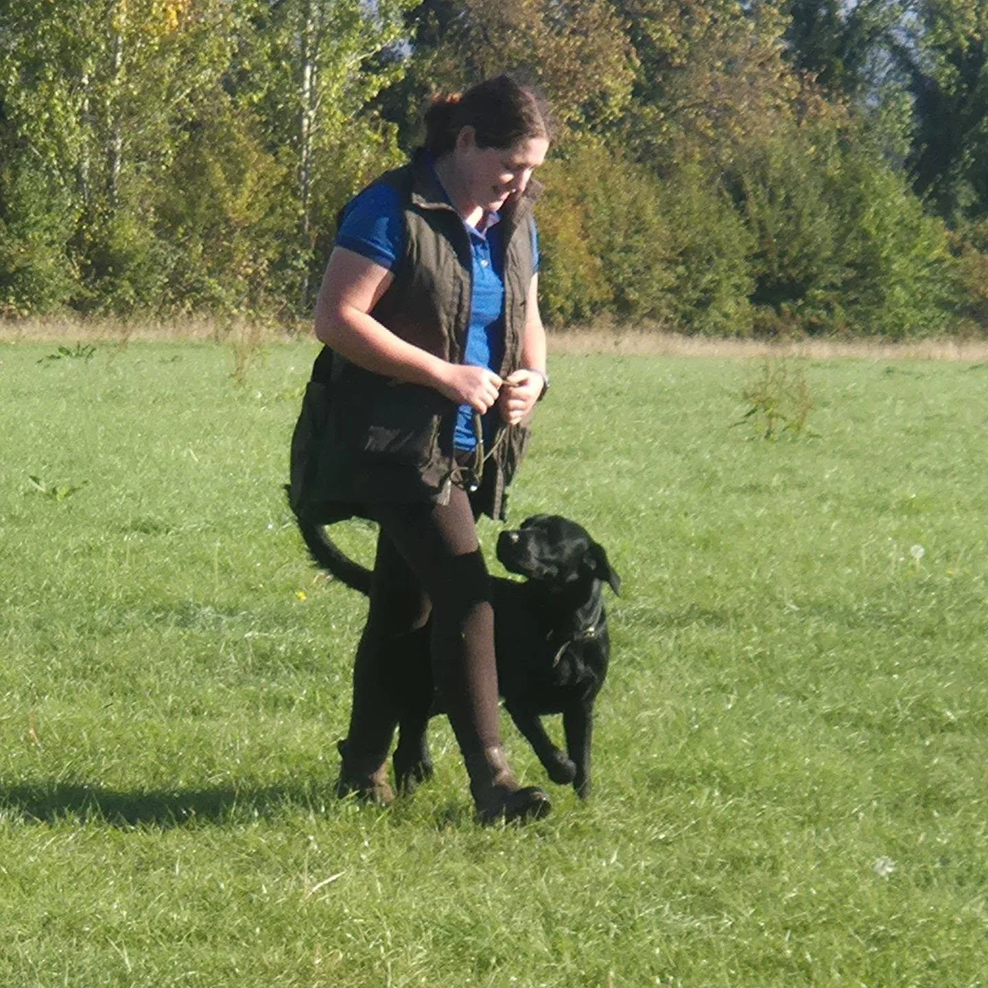 Some new skills for these three Labrador Retrievers today 

Steadiness on the move, developing the stop whistle, and marking on the move 

#retrievertrainingkent #retrievertrainingmaidstone