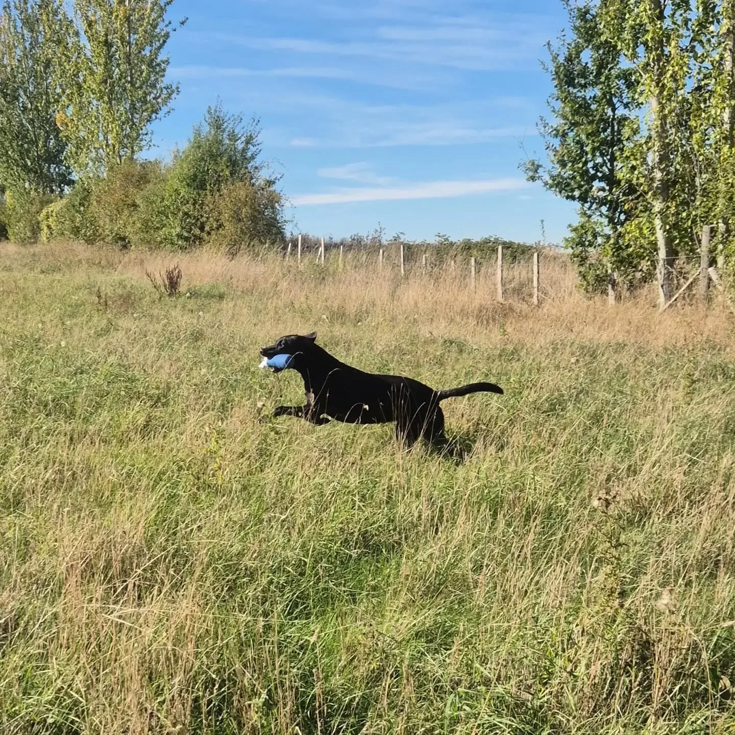 Such a great session with @jorussell69 and Bella this afternoon 

Delayed marks, blinds on the angle and a cheeky short blind to test the stop whistle 

#retrievertraining #retrievertrainingmaidstone #retrievertrainingkent