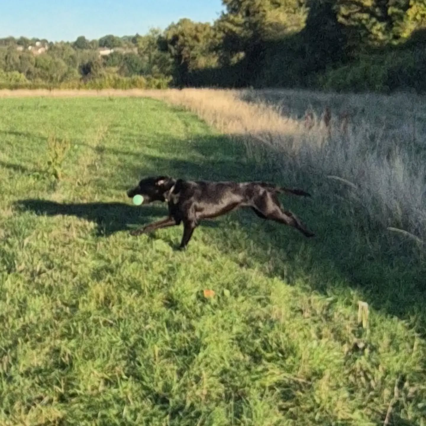 Stop whistle progression and advanced steadiness training with Darwin this afternoon 

#stopwhistleprogress #stopwhistletraining #steadinessforgundogs