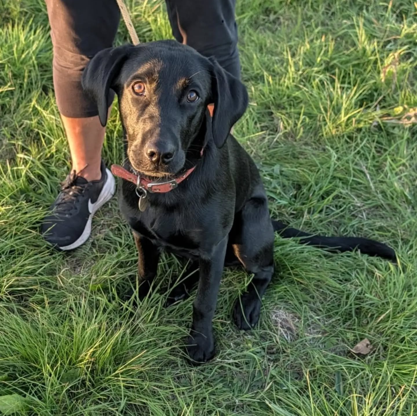 Labrador puppy for a foundation 121 session 

#puppyfoundations #puppyfoundationtraining #labradorpup