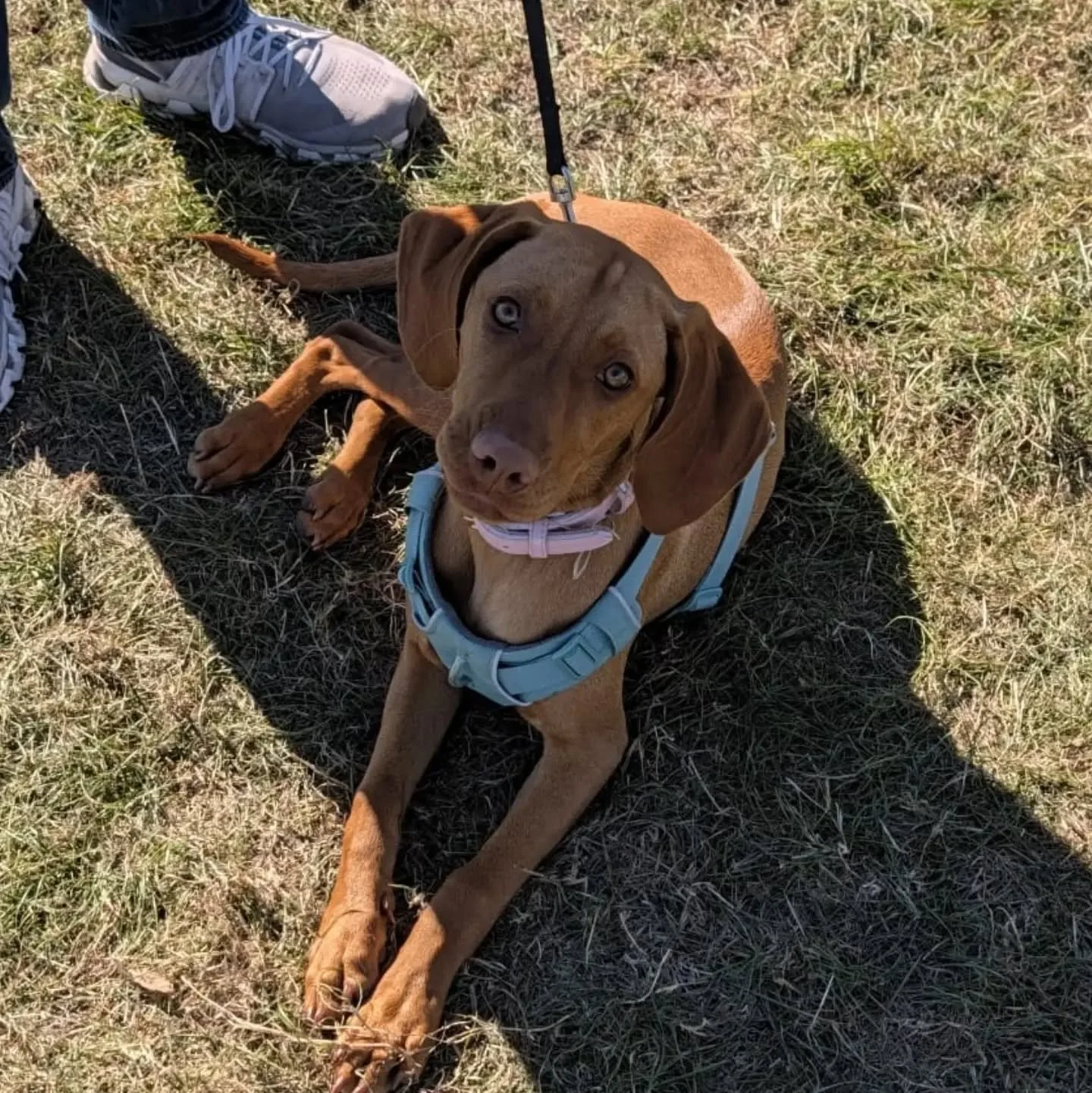 Vizsla puppy for foundation training this morning 

#vizsla #vizslapup
