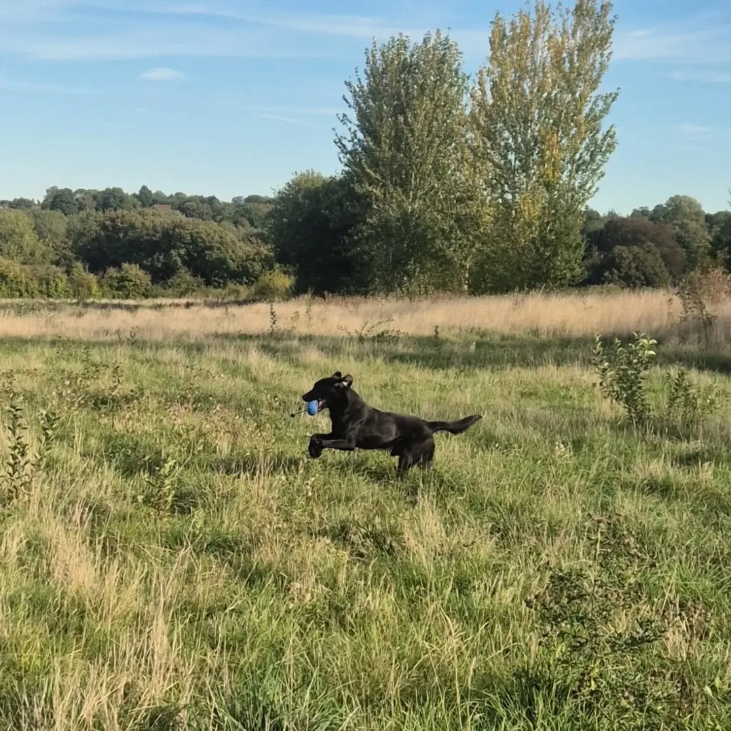 Fine tuning the lines on directional lefts and rights with handsome Hank, and sending for delayed marks and blinds 

#directionaltraining #retrievertrainingmaidstone #retrievertrainingkent #traininggundogs