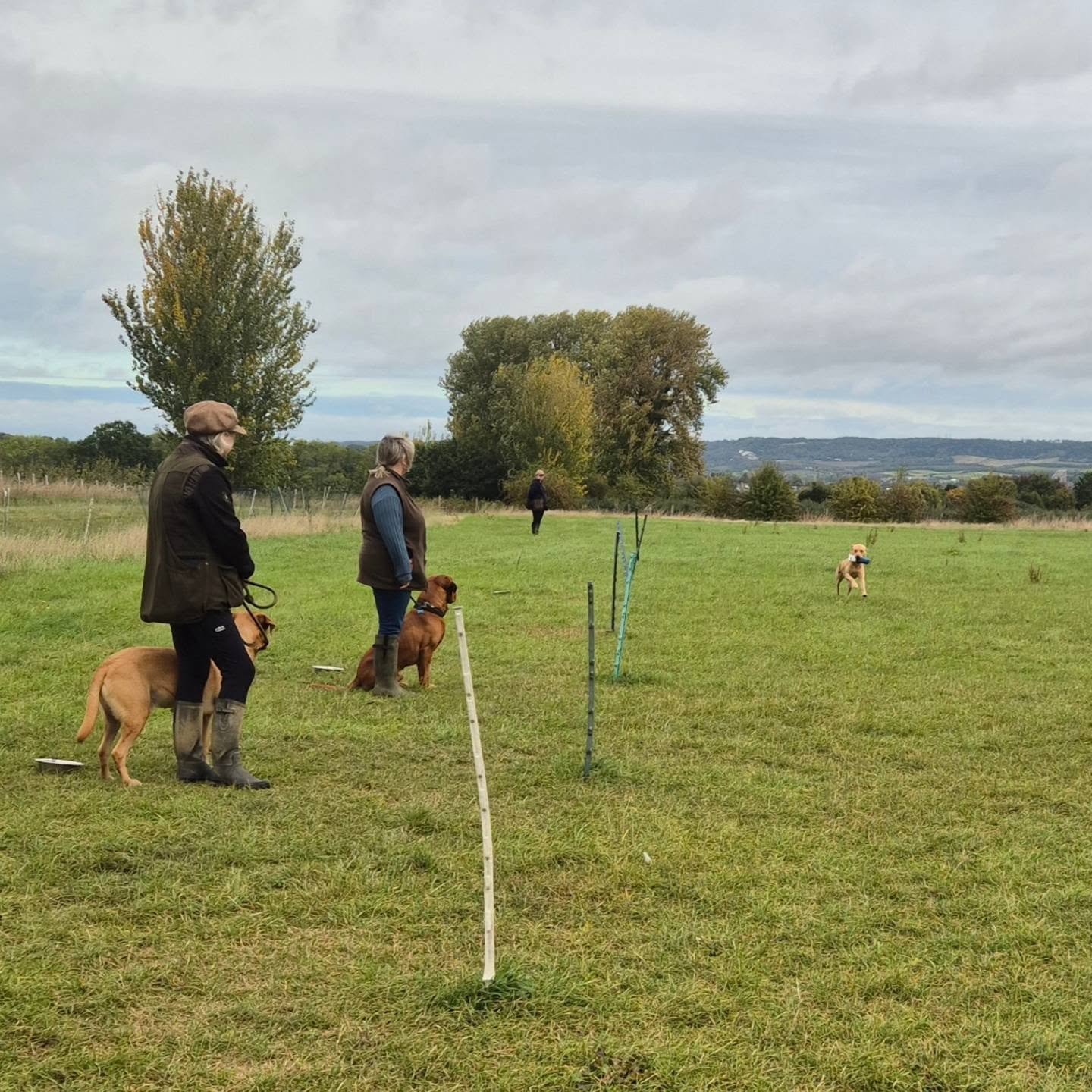 Stop whistle, marks with distractions, steadiness and walked up with this group 

#retrievertraining