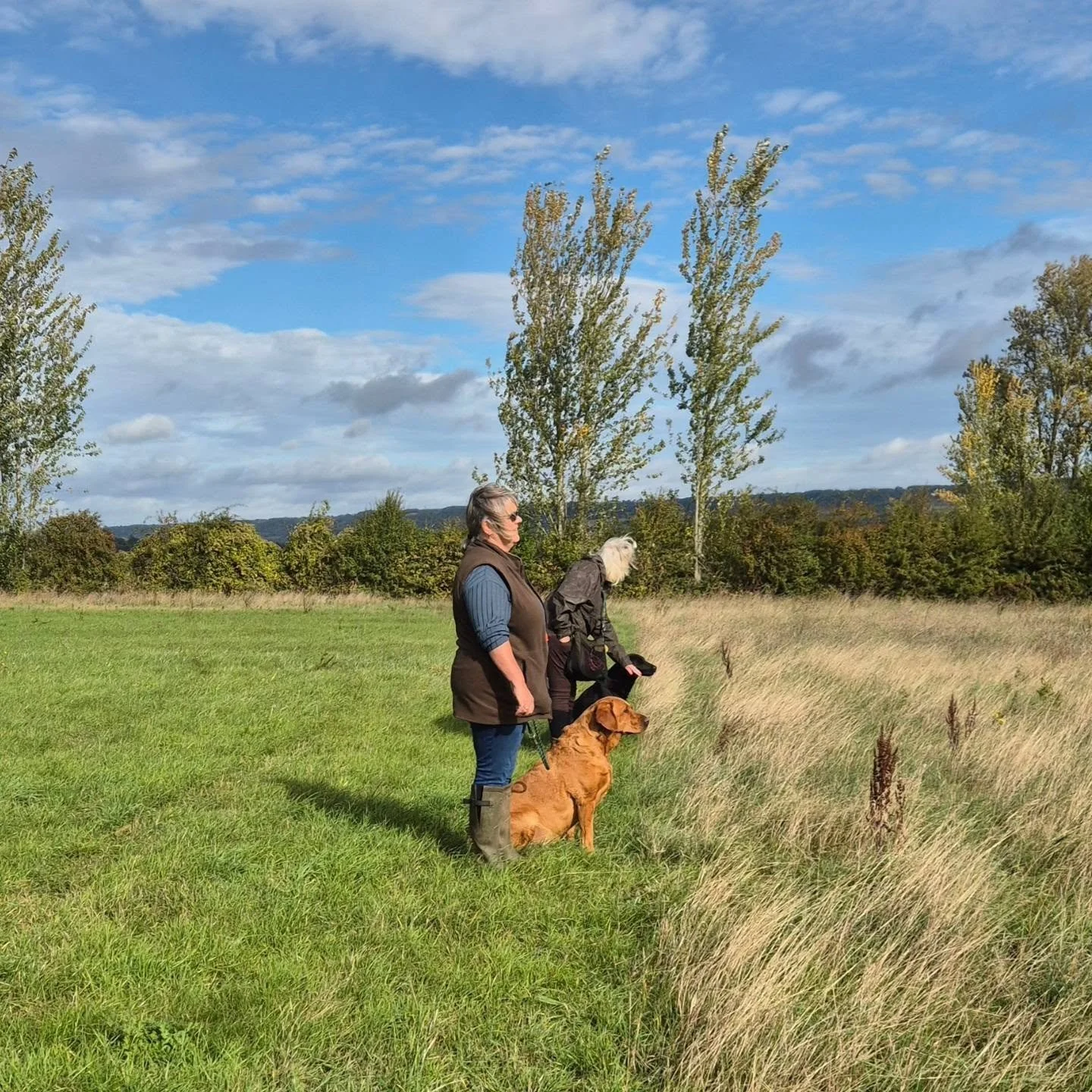 Steadiness, Cross over retrieves, delayed marks with distractions, and blind retrieves 

#retrievertraining #retrievertrainingkent