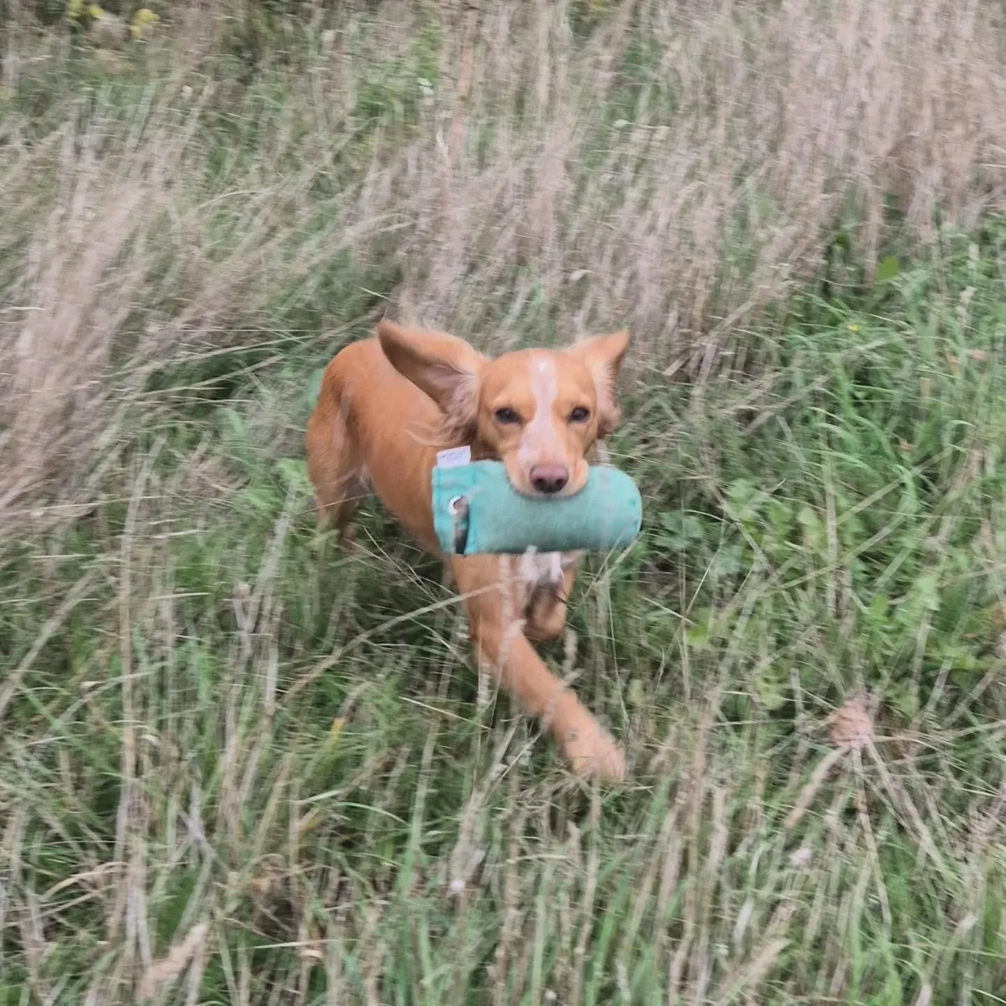 Stop whistle, steadiness, recall, and hunting with Amber 

#cockerspaniel #spanieltraining #spanieltrainingofinstagram