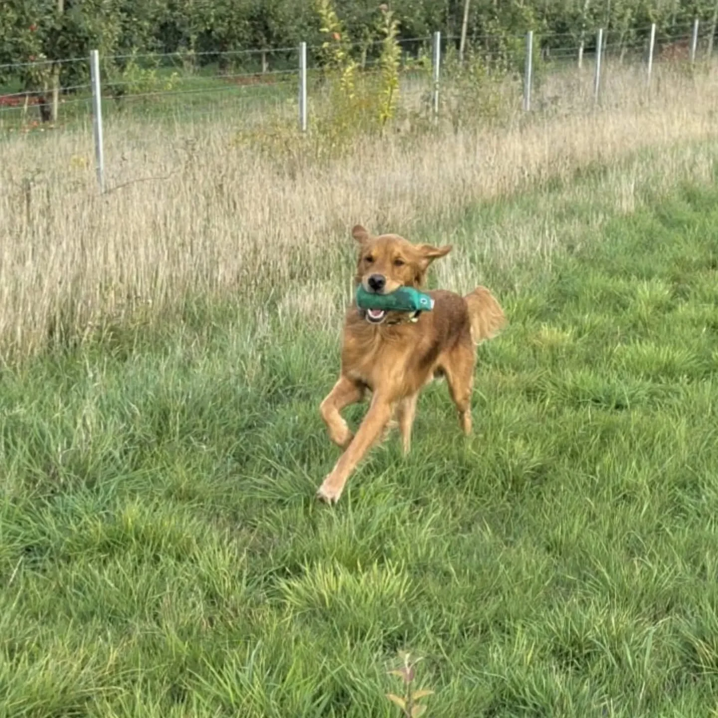 A lovely Golden Retriever for a I21 session today 

#goldenretriever #goldenretrievertraining