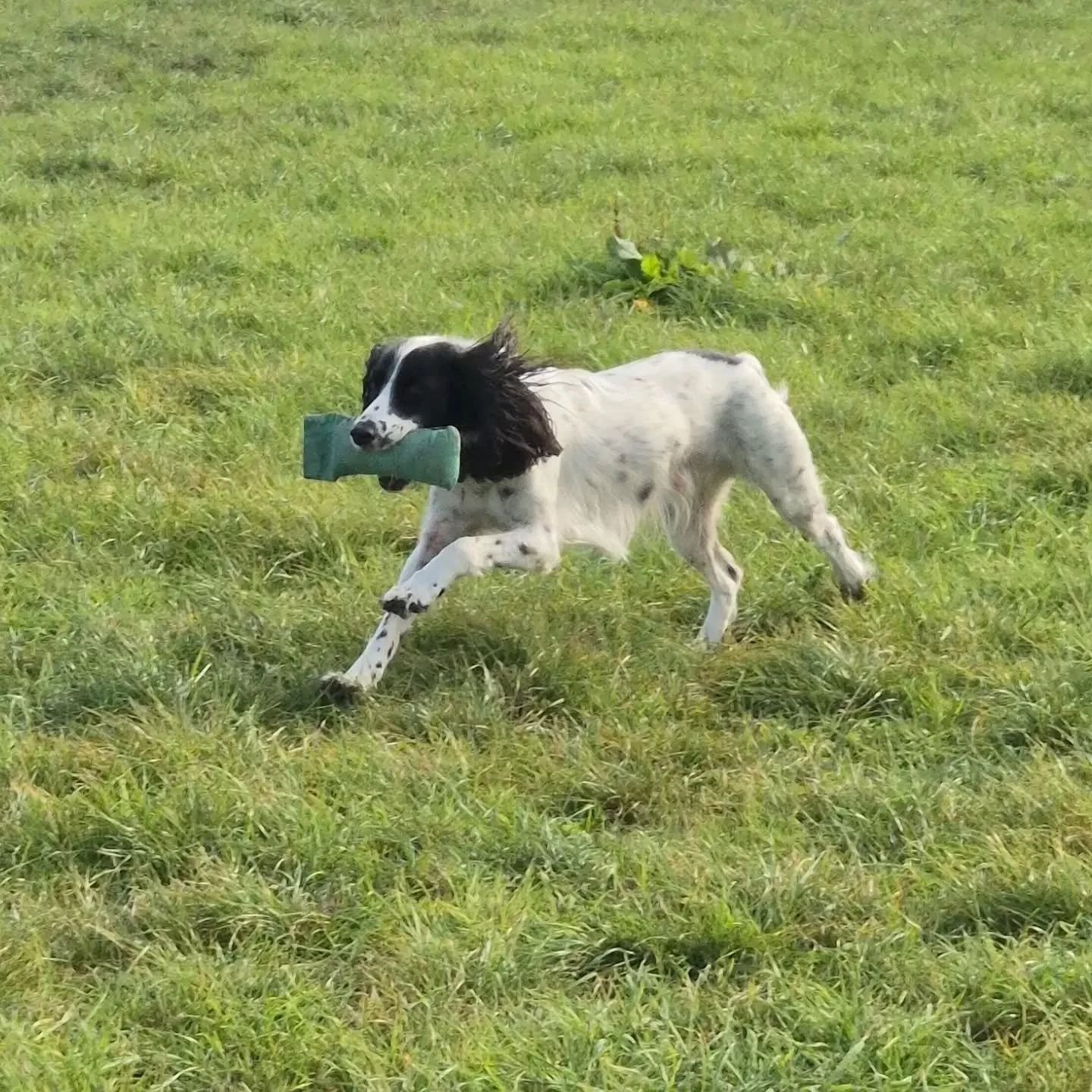 Split retrieves, steadiness, marking in cover, and hunting for blinds for these young gundogs 

#springerspaniel #Labrador #gundogtraininglife #gundogtrainingkent