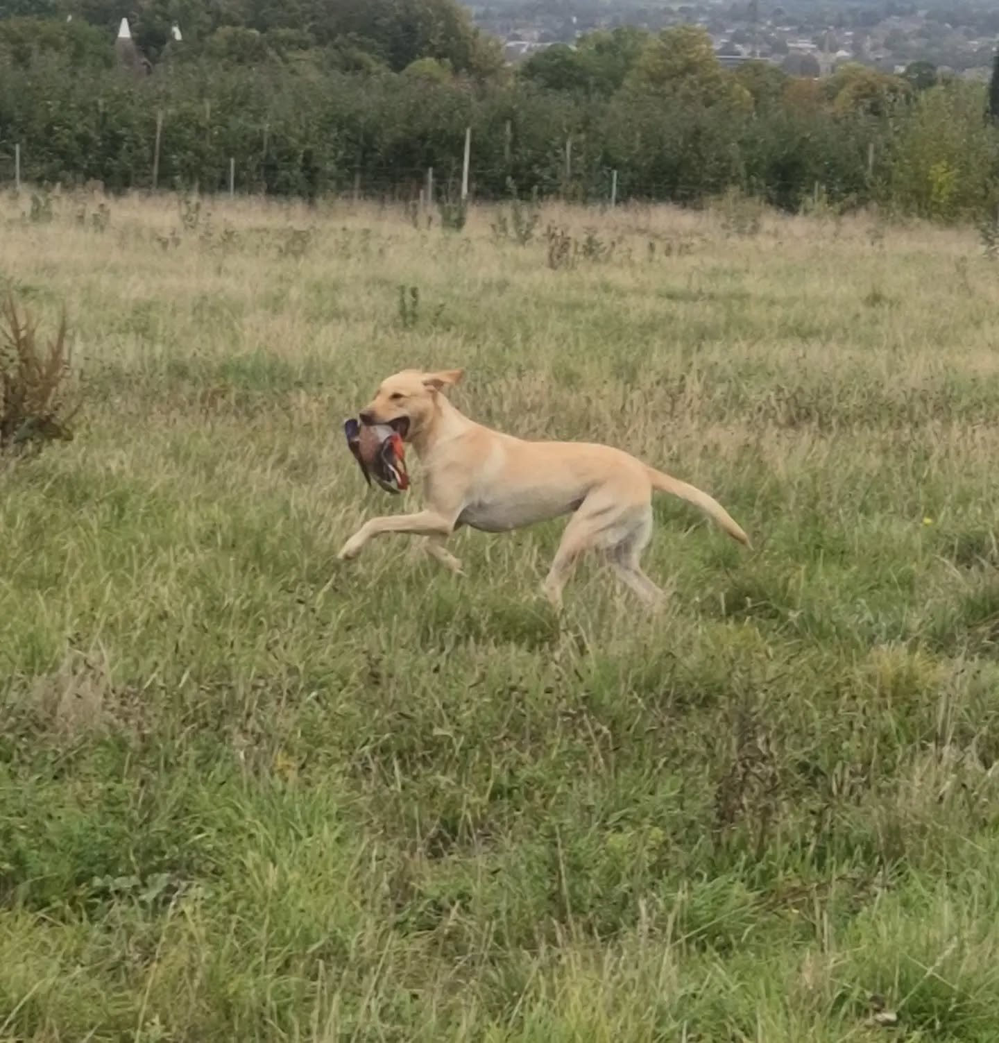 Lainey...

Getting ready for her first day of the season 

#retrievertrainingkent #workinggundog