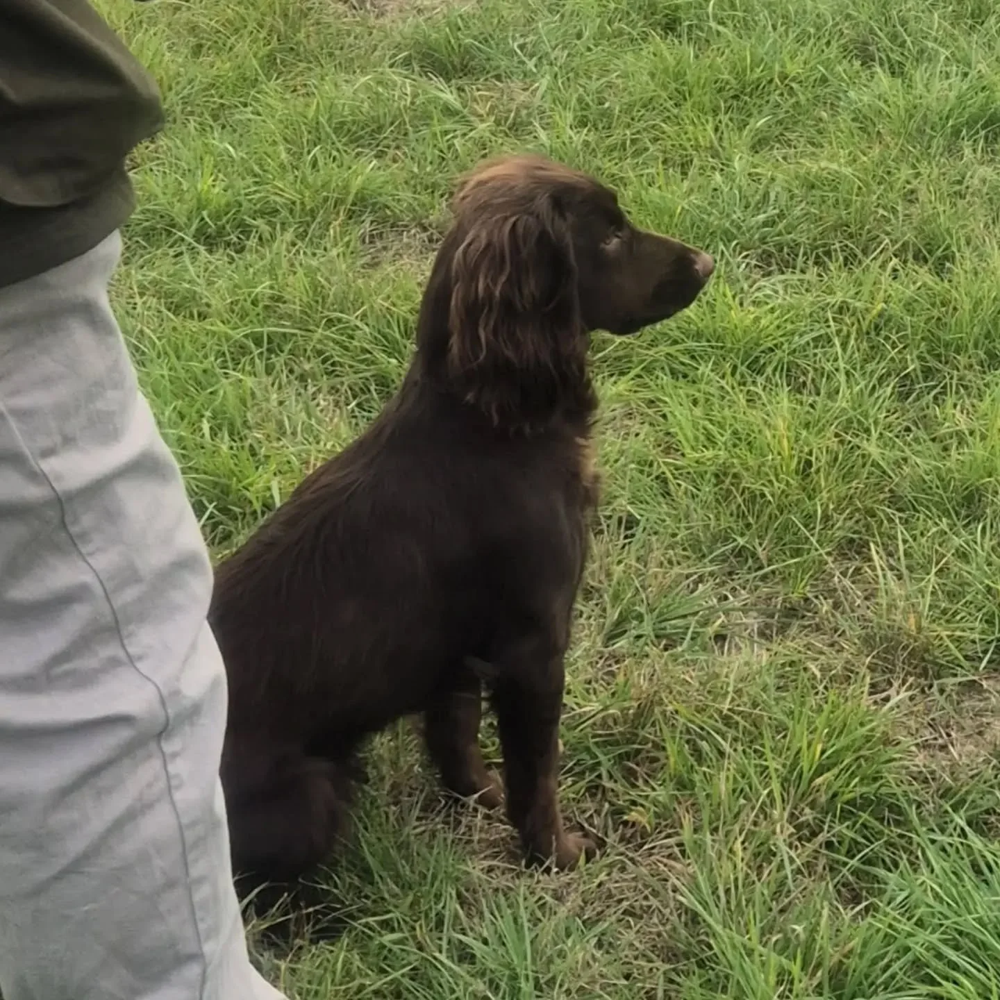 Spaniel session this morning! Wow what fantastic progress from everyone! 

#spanieltraining #spanielshunting #cockerspaniel