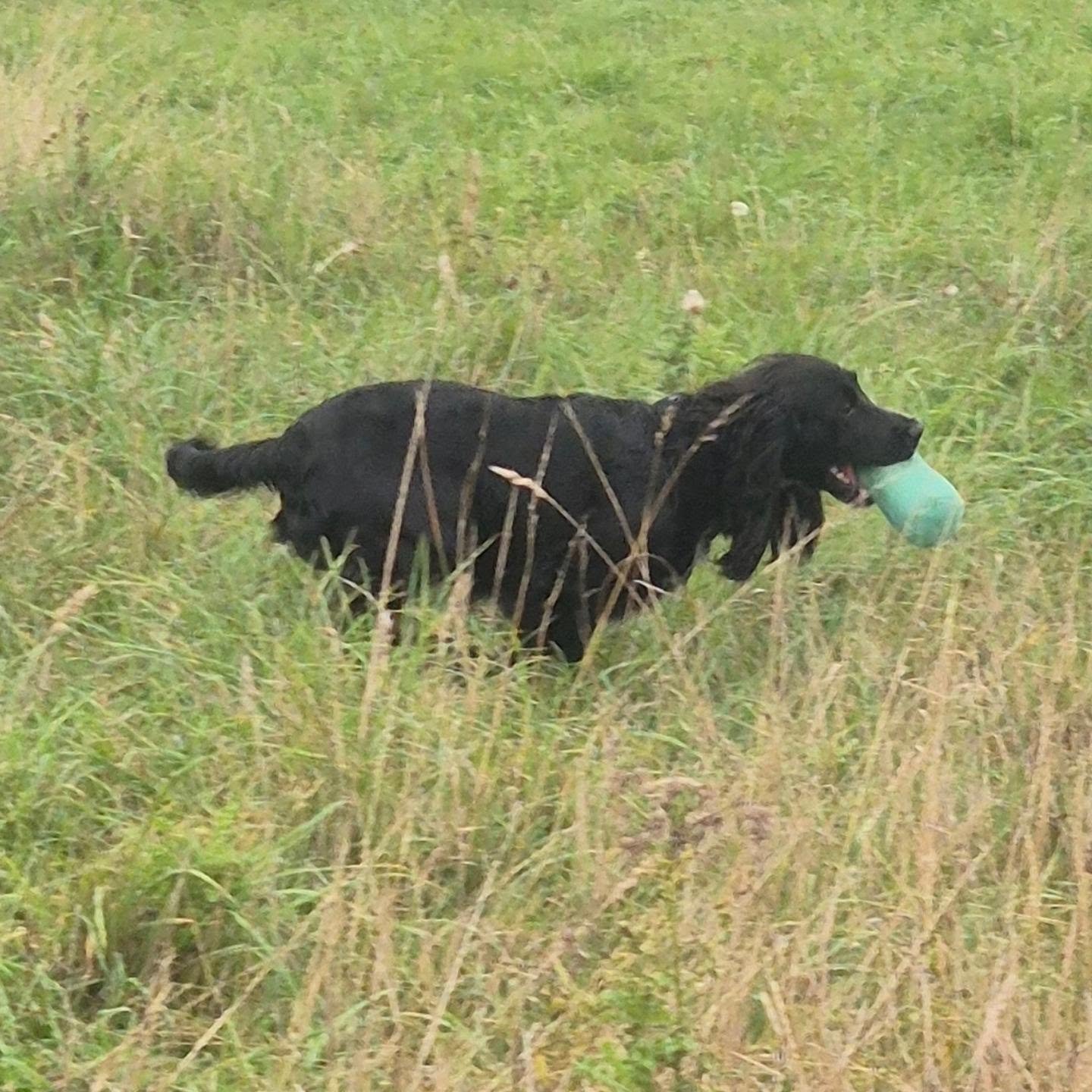 Bonnie and Ava, dual handling session, ready for the season 

##dualhandling