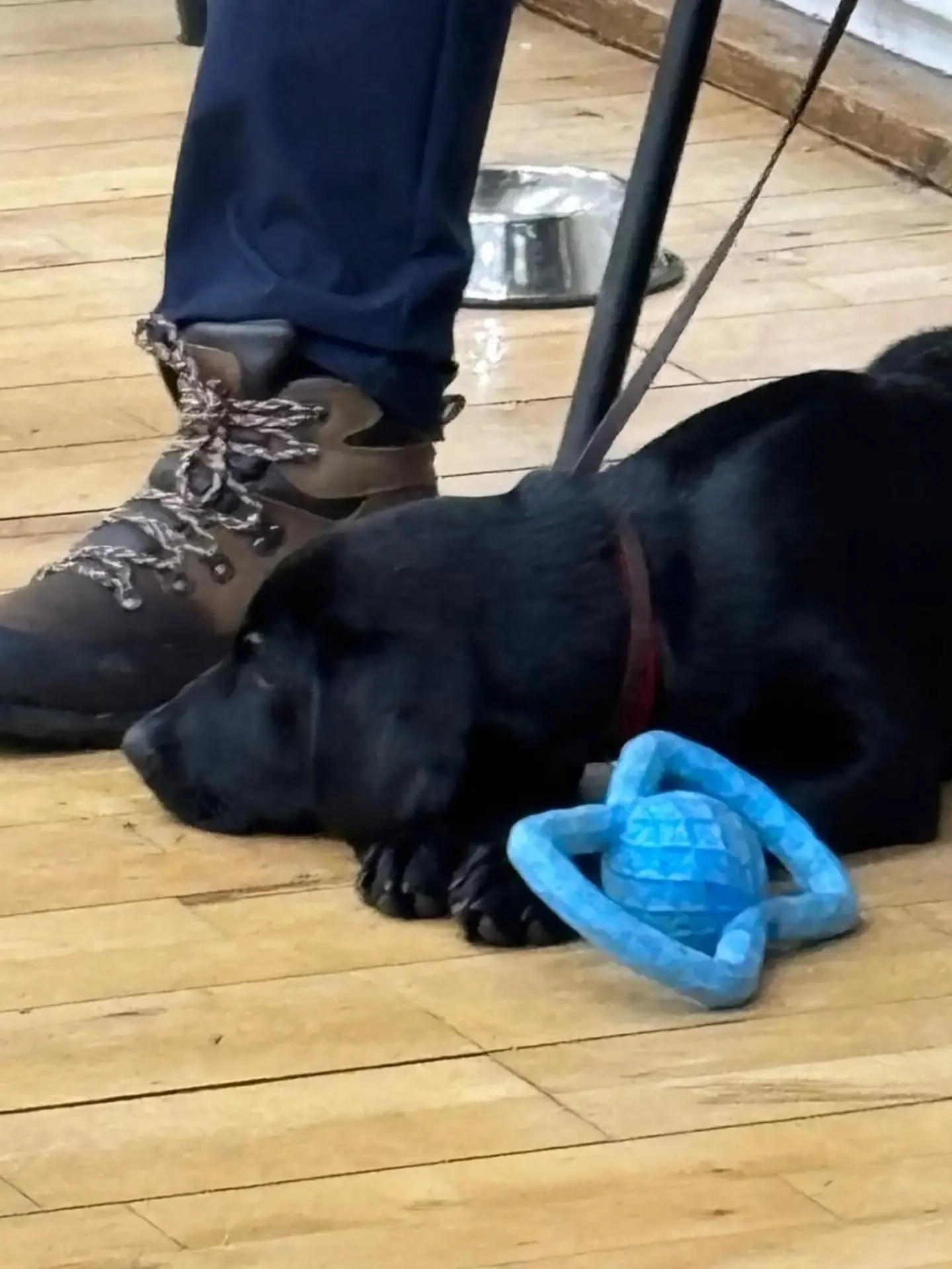 This evenings puppy foundation class 

Four Labradors, one Golden Retriever, and one Doberman 

Well done everyone 

#puppyclassesmaidstone #puppyfoundationtraining 
#puppytrainingkent #puppyclassesmaidstonekent 
#puppygundog
