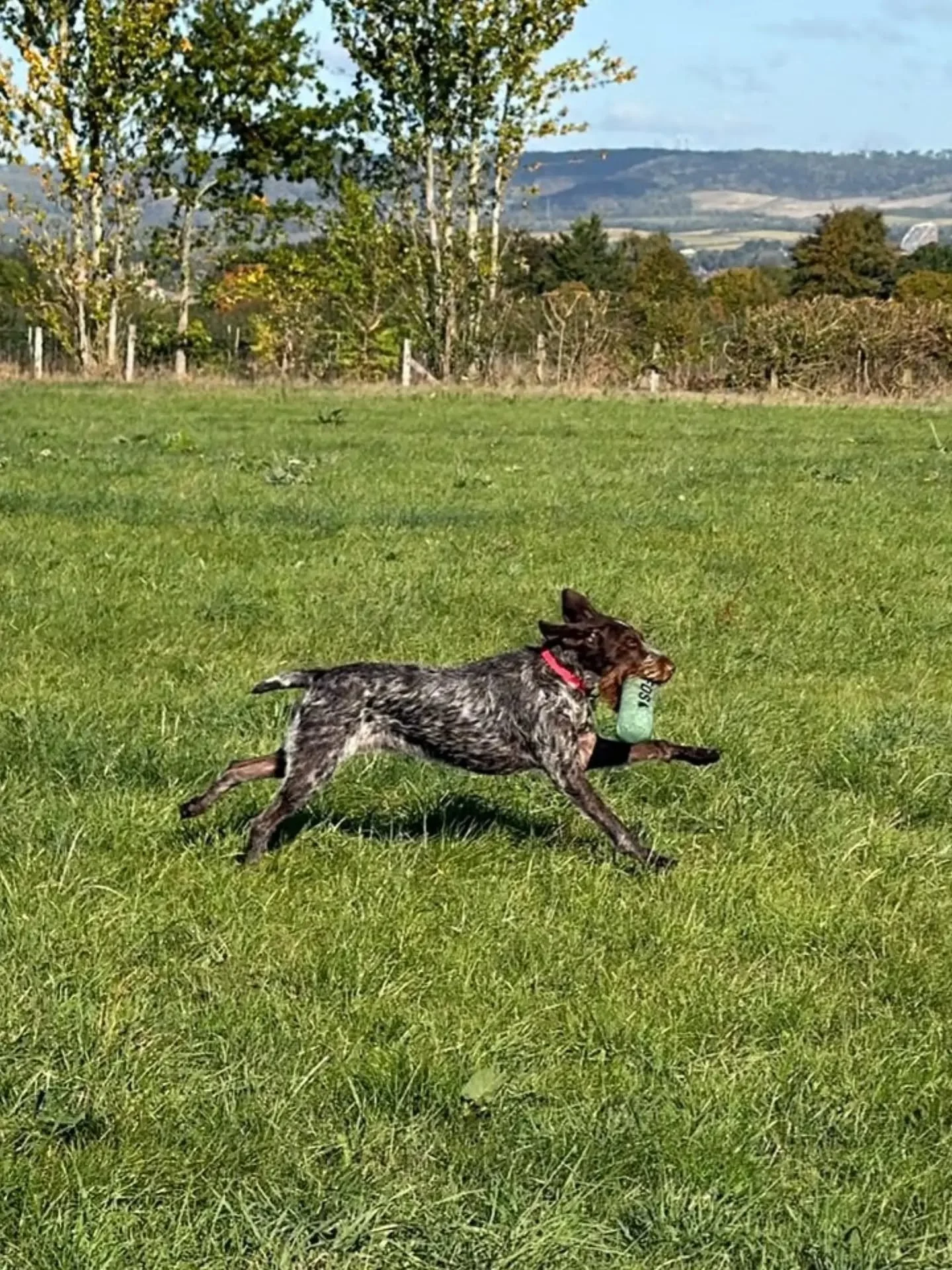 Split retrieves, steadiness, and distance handling 

#gundogskillstraining #gundogtrainingmaidstone