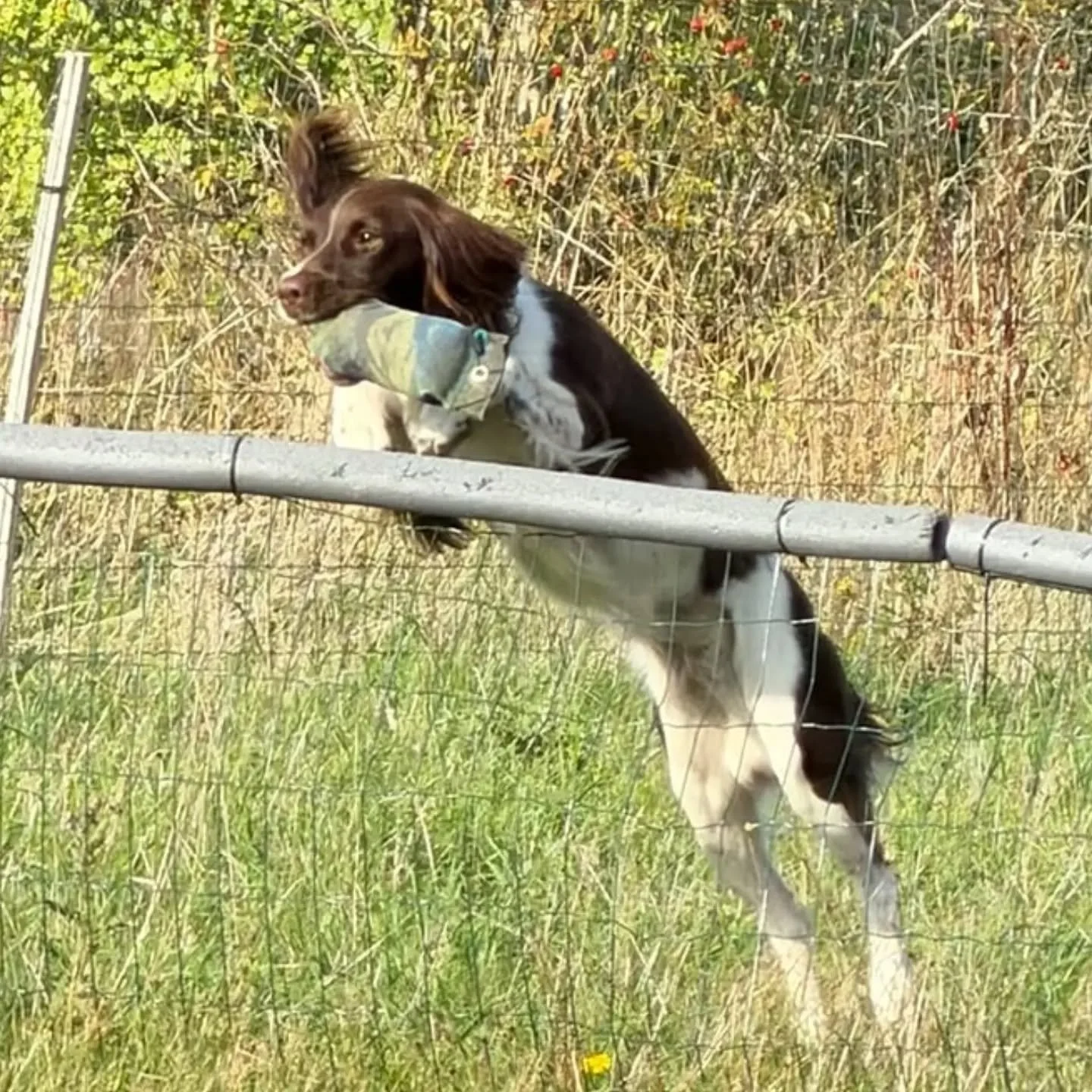 Hunting, jump retrieve, steadiness, and honouring each other's retrieves 

#gundogskillstraining #gundogtraininglife #gundogbasics #gundogtrainingkent