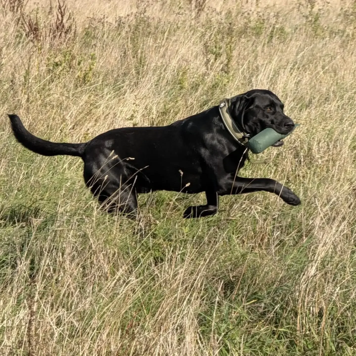 Hunting, jump retrieve, steadiness, and honouring each other's retrieves 

#gundogskillstraining #gundogtraininglife #gundogbasics #gundogtrainingkent