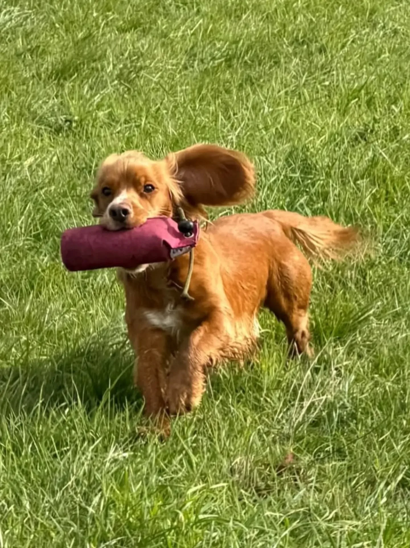 Fabulous morning with these young gundogs in training 

Steadiness, split retrieves, jump retrieves and handling 

#gundogtrainingkent #gundogtrainingmaidstone
