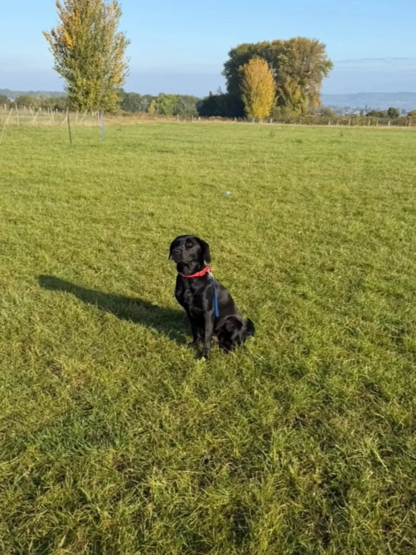 Lola coming on well in her beginner gundog sessions after completing her foundations 

Well done to Anna and Lola who are clearly doing their homework in between sessions with Amy 

#beginnergundogtraining #younggundog #youngretriever