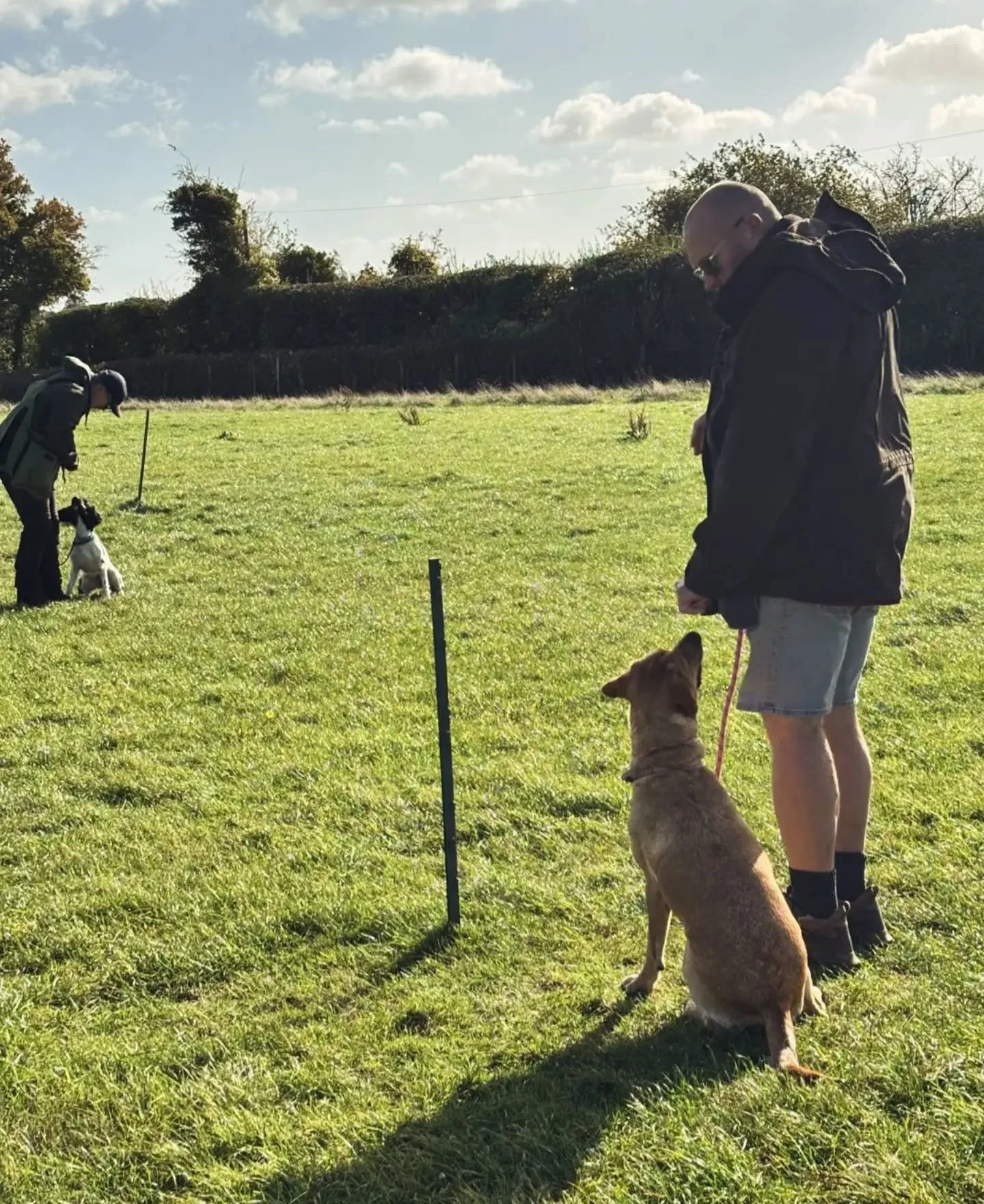 Gundog foundations with this group this morning 

Some lovely progress. All progressing out of the retrieving run, eorking on steadiness and self control, and today learning the foundations of the stop whistle and hunting an area 

#gundogfoundations