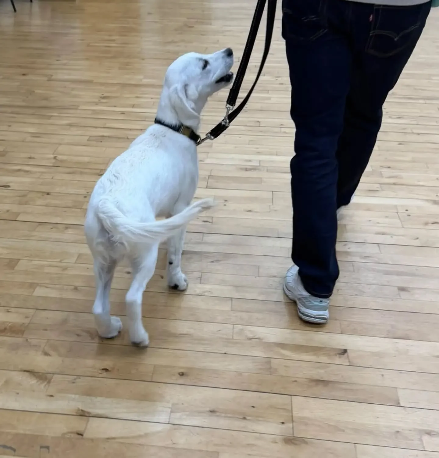 Super session with the puppies this evening 

Loose lead walking and recall progressing well, stay and doorway manners coming on great too 

#puppyclassesmaidstonekent #puppyclassesmaidstone #puppyfoundationtraining 
#puppytrainingkent