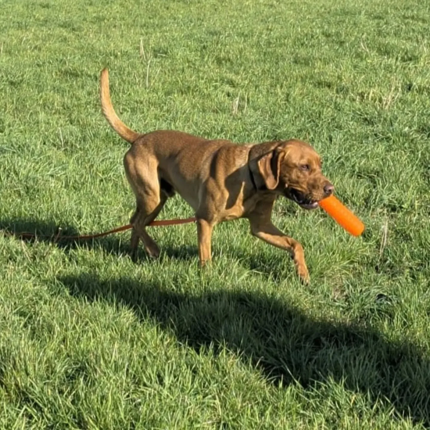 Marked and memory retrieves with this young Labrador 

#retrievertrainingkent #retrievertraining #gundogfoundations #gundogtrainingmaidstone