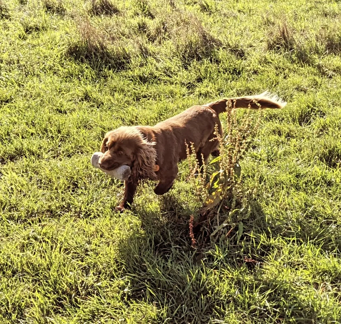 Steadiness and stop training with Kai 

#sussexspaniel