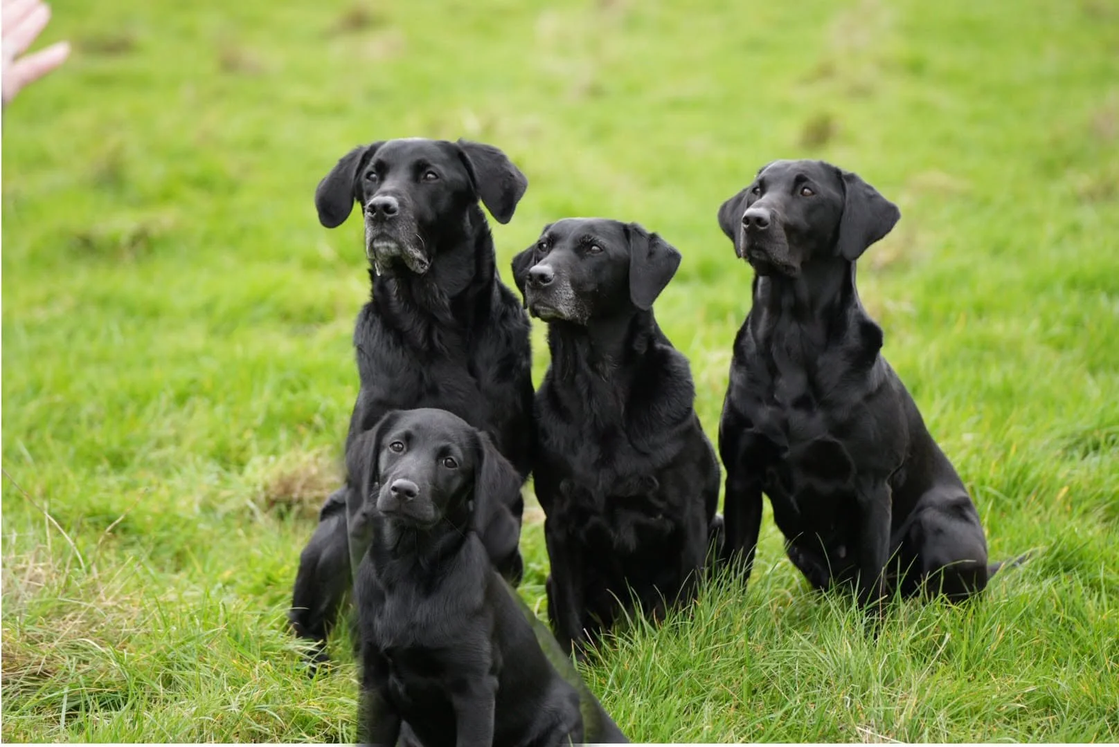Indy, Dude, Rose Genie - 4 Black Labradors