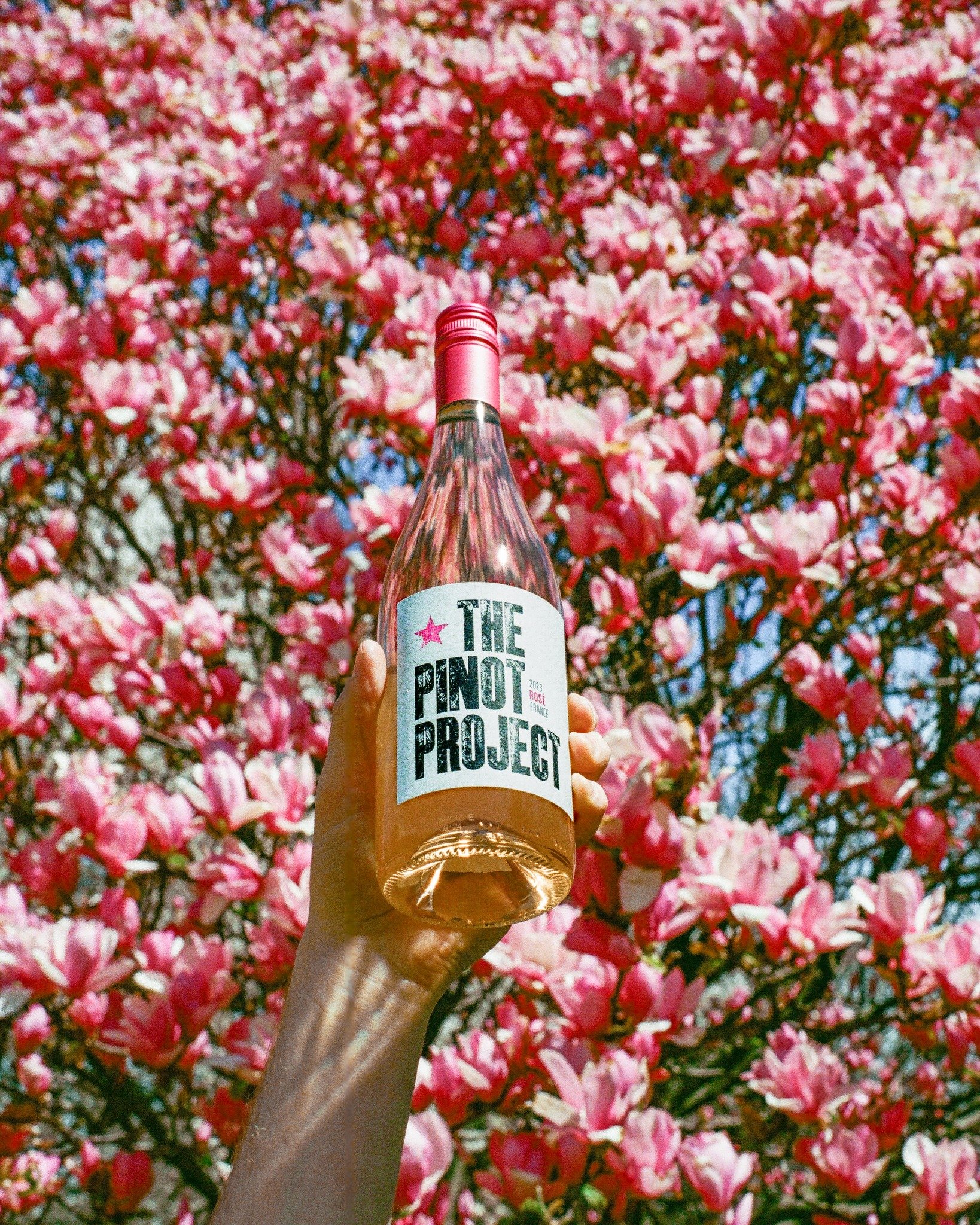 Looks like the Ros&eacute;s are in full bloom 🌷🌸💐