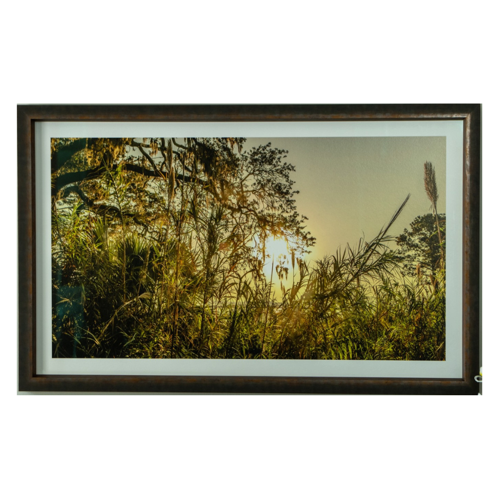 Sunrise Through The Reeds