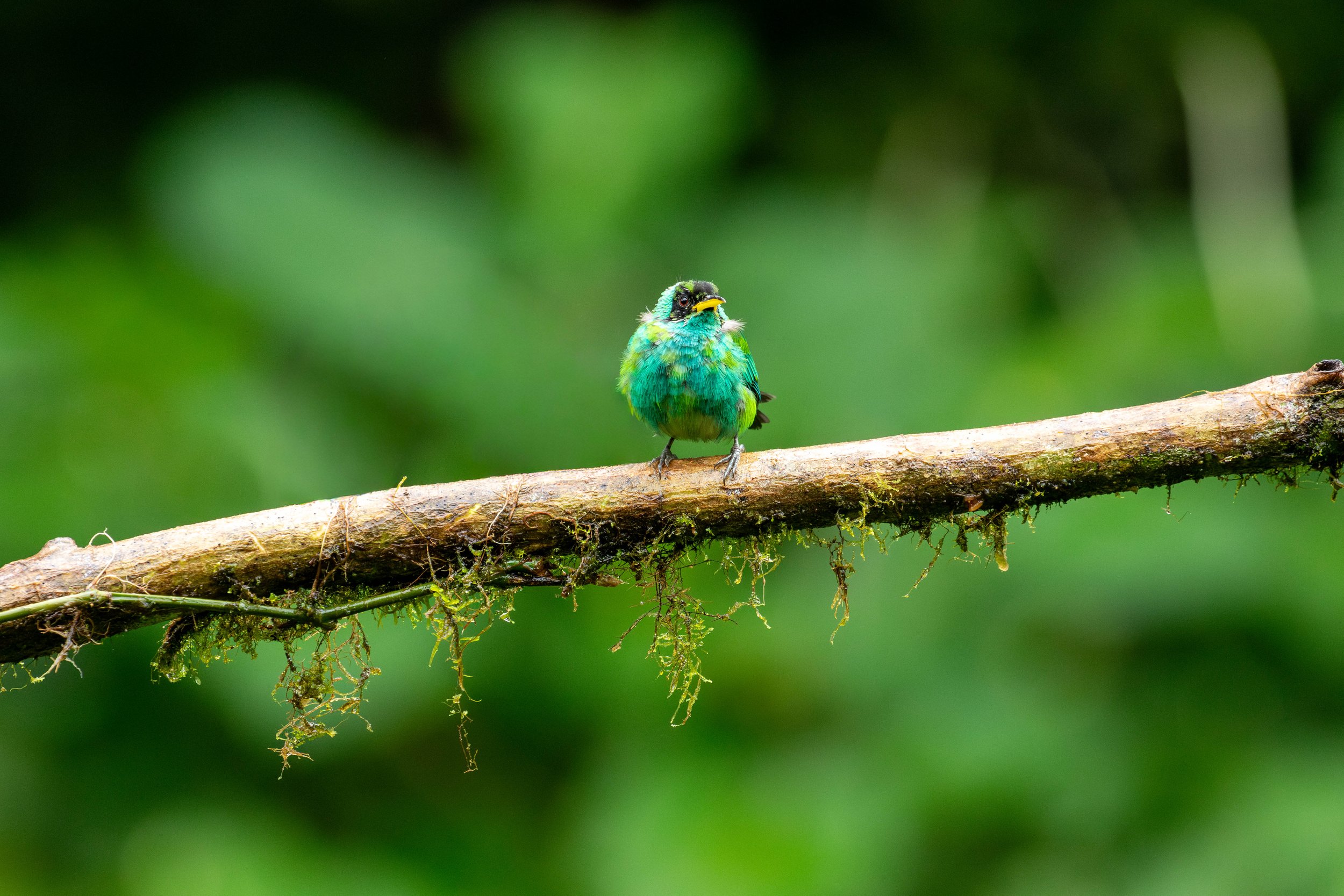 green-honeycreeper.jpg