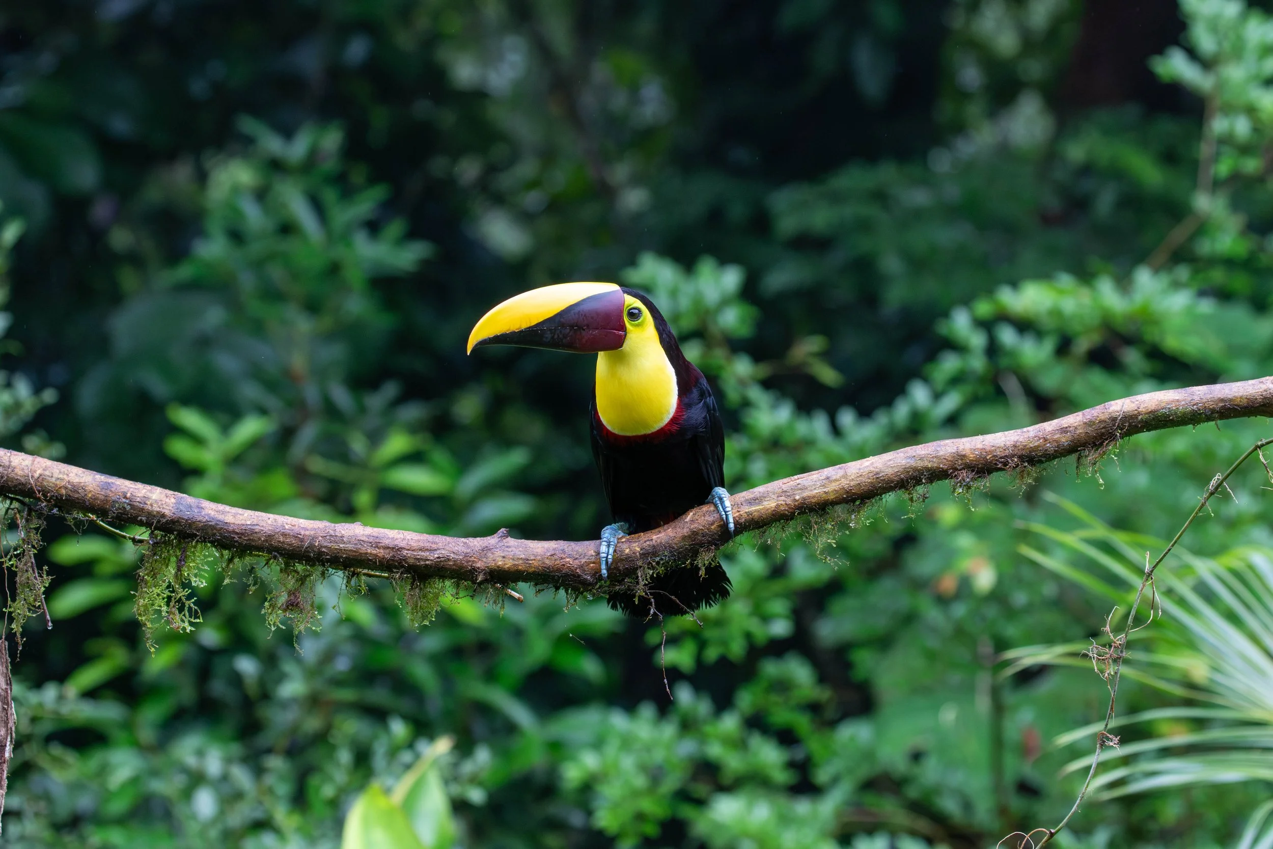 yellow-throated-toucan.jpg