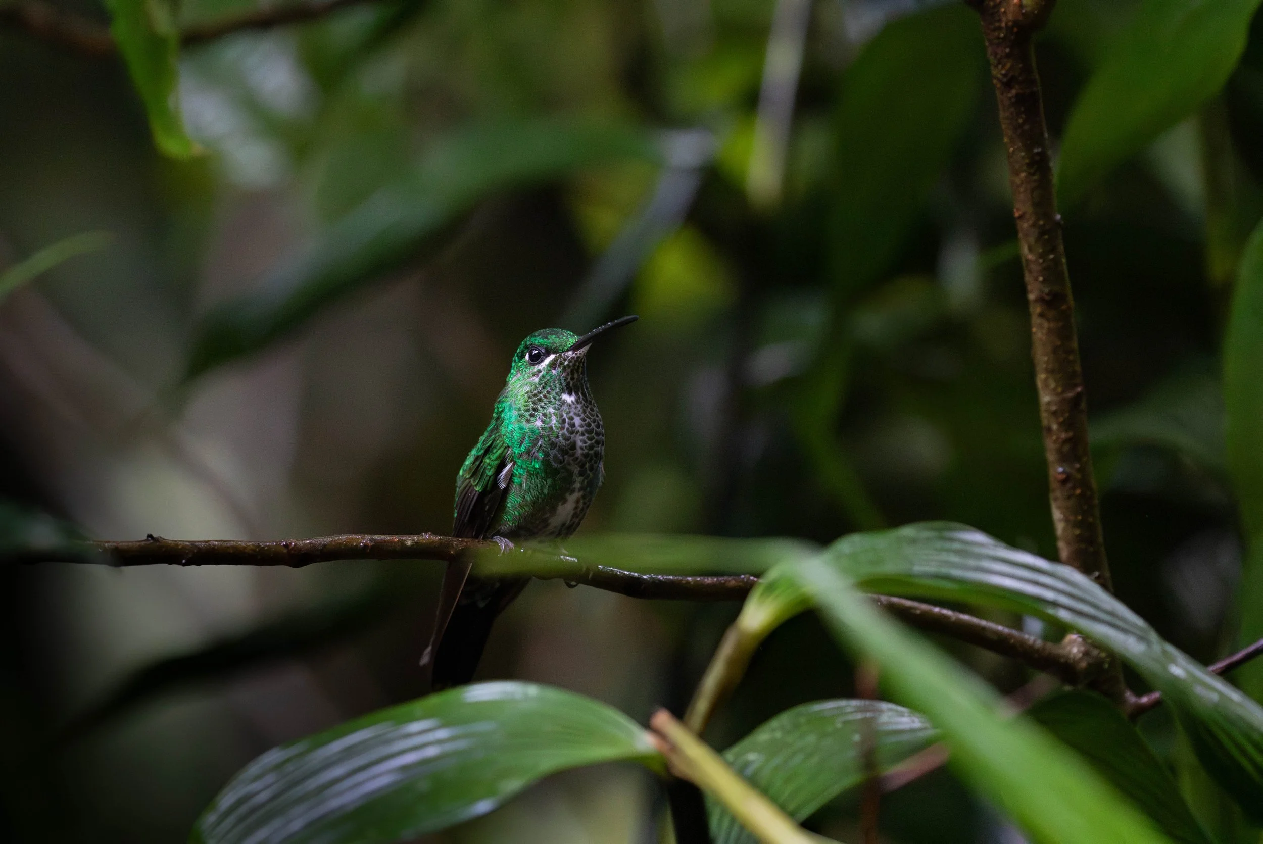 hummingbird-green-crowned-brilliant.jpg