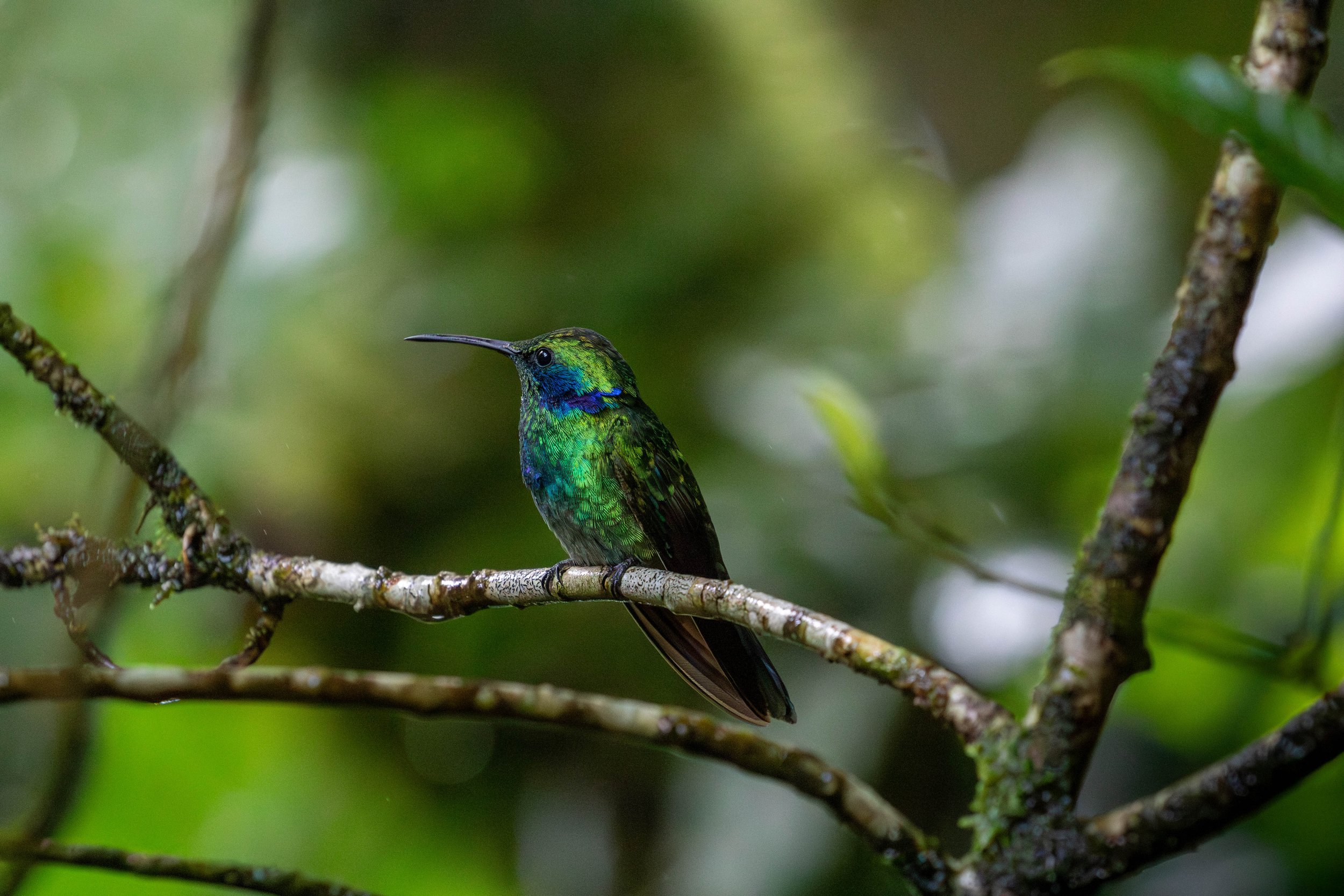 hummingbird-lesser-violetear.jpg