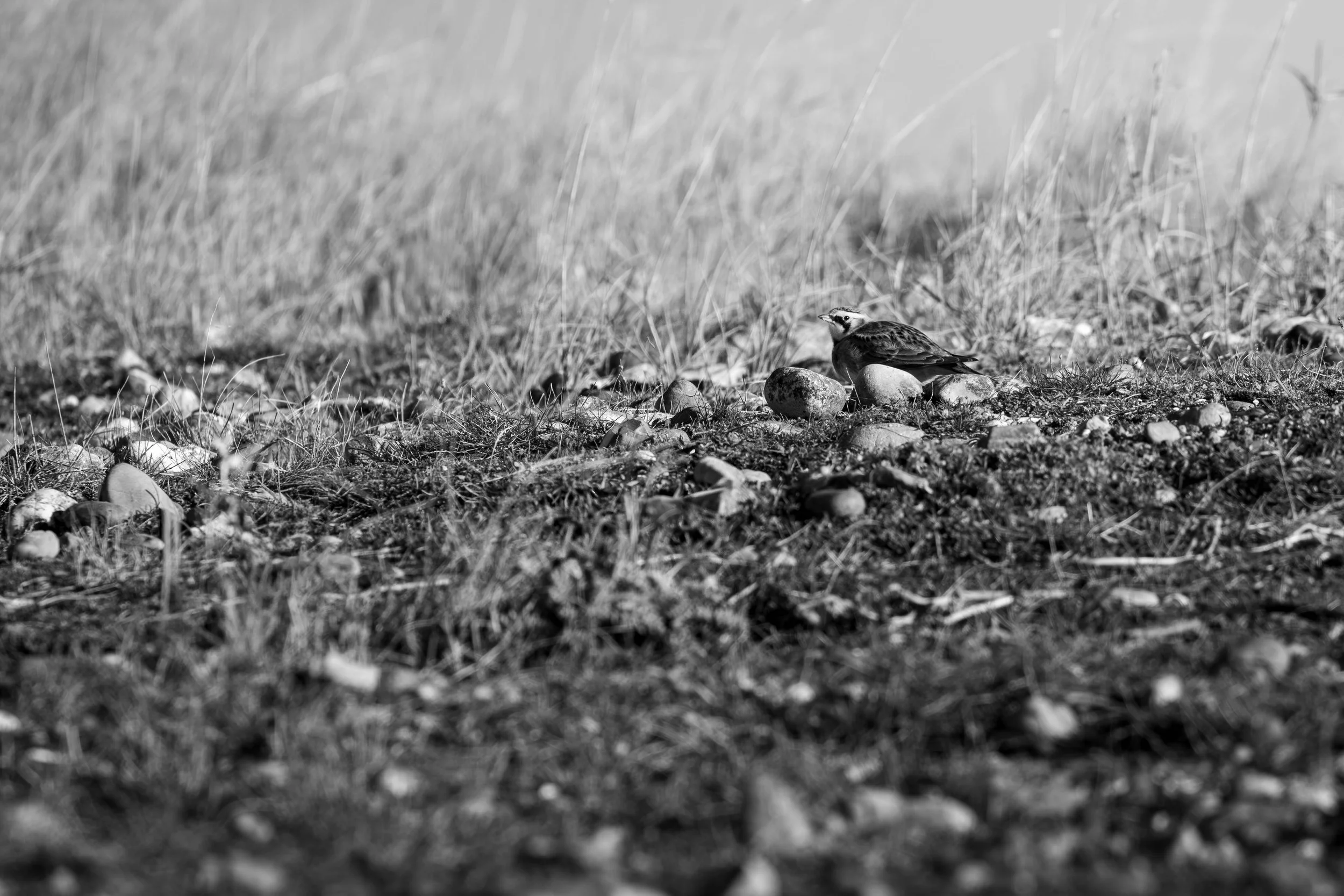 Shorelark | Kent