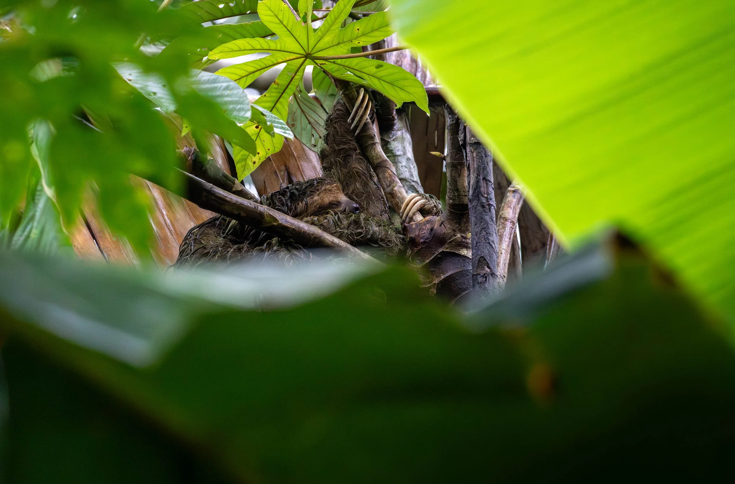 three-fingered-sloth.jpg