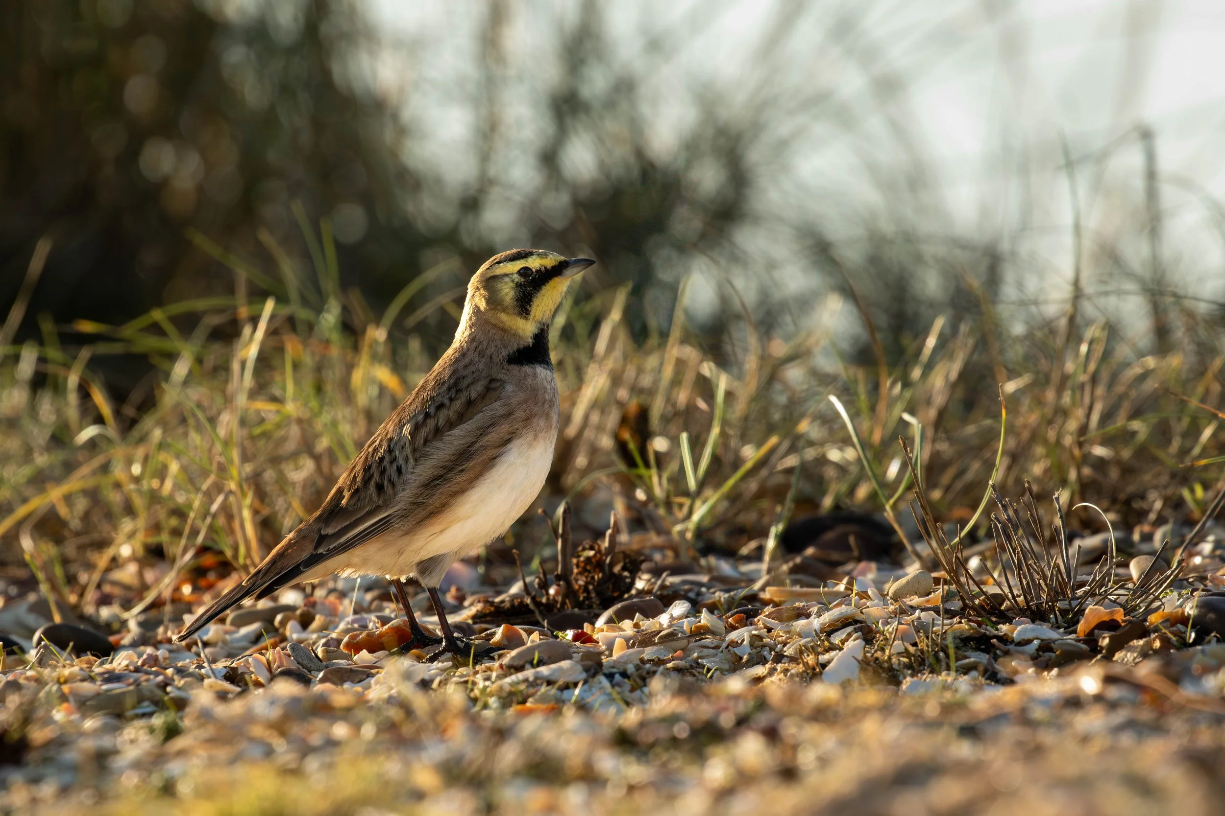 Shorelark | Kent