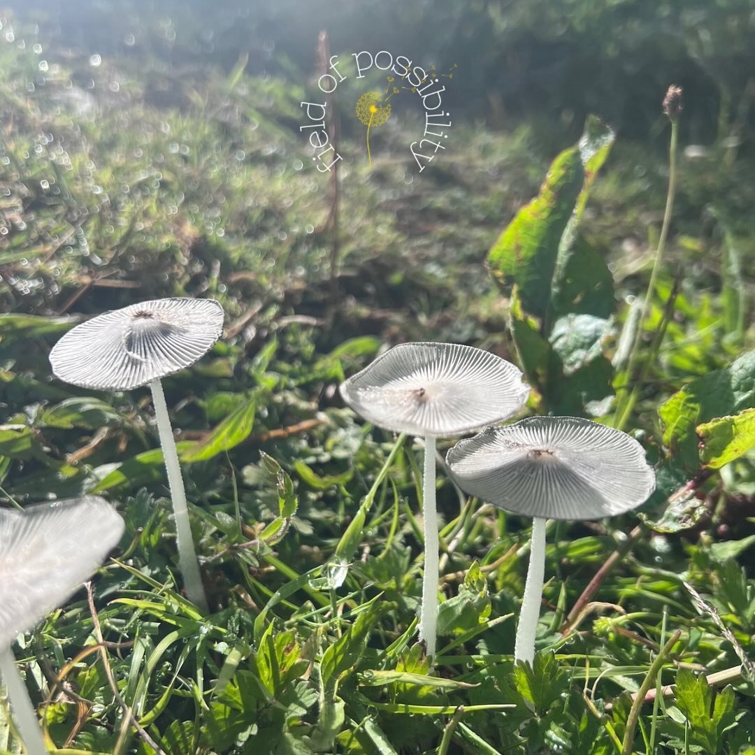 Look what beauties showed up on the path to the Field of Possibility this morning. The route is blessed by mycelium's magic ✨🍄✨

#field-of-possibilities #expansion #connection #weareone