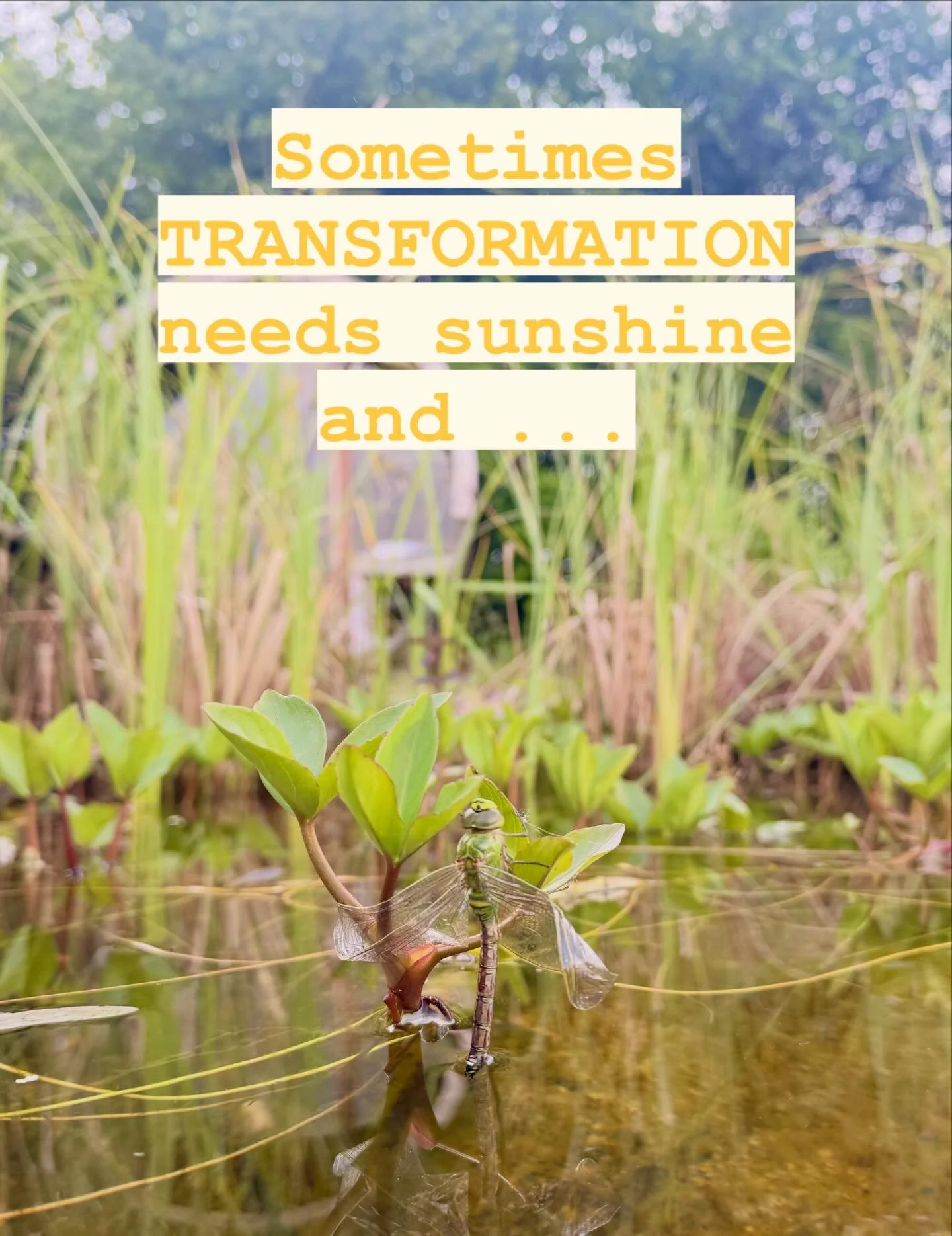 Where else to get a helping hand for natural transformation than in the field of possibility.

Coming up

- ReSourced from Within - a professional development weekend for those who support others 12 - 14th June with @thegatheringground_cic 

- a cour