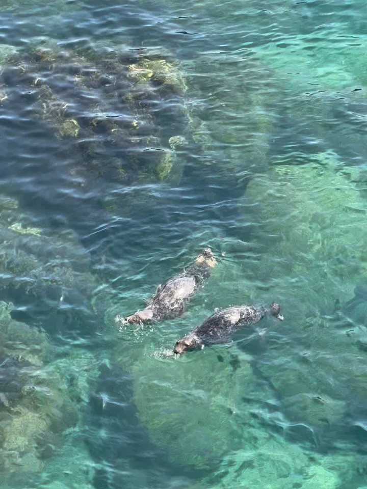 Oh I just want to be like YOU 🦭💌 

So much joy from being with seals this summer. When I watched them wait for the tide to easefully swim off (slides 4 &amp; 5) I was reminded of George Pransky&rsquo;s line, that 'all boats rise with the tide'. Sam