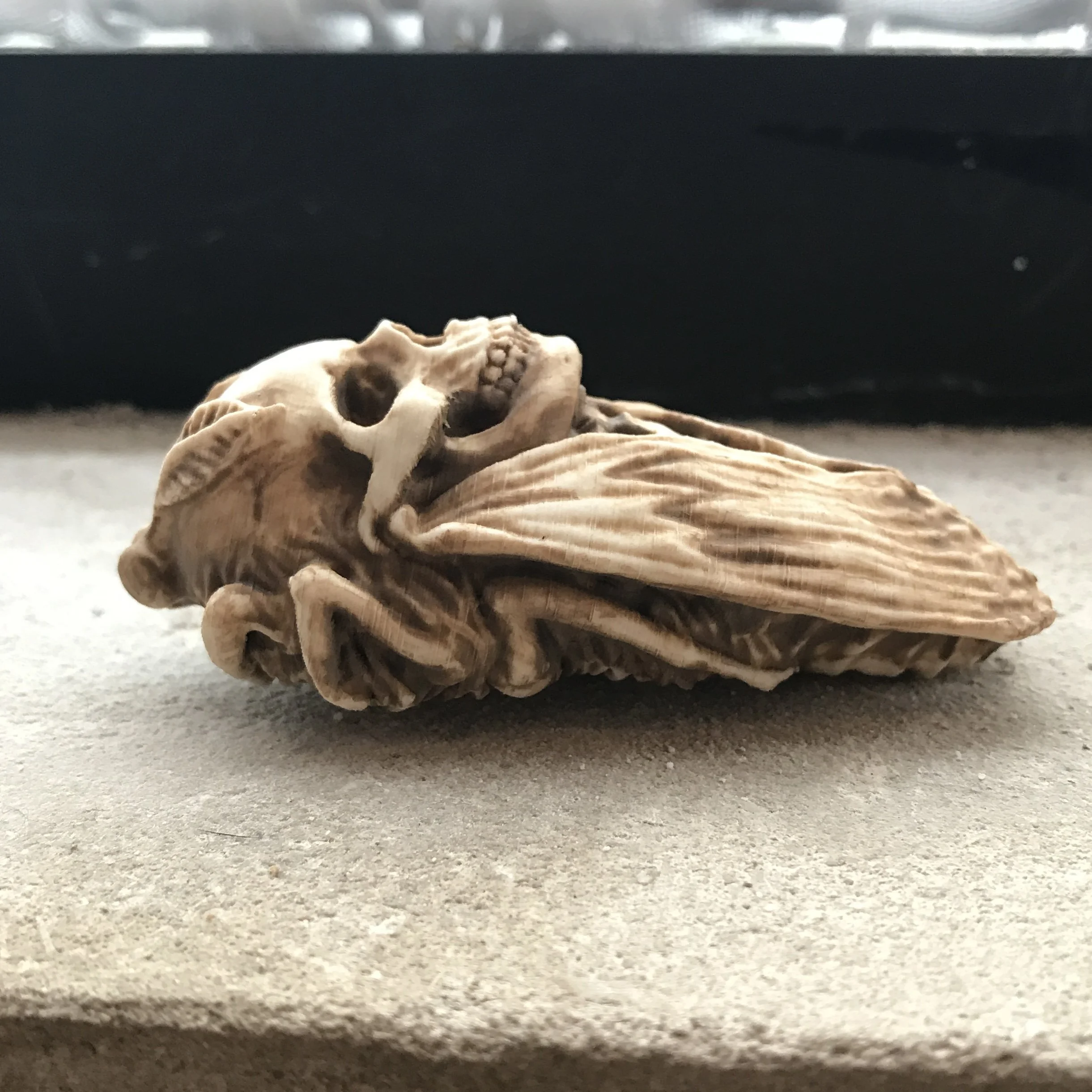 "Death Head's Moth"
3D Printed PLA & Acrylic
3" x 1" x 1"