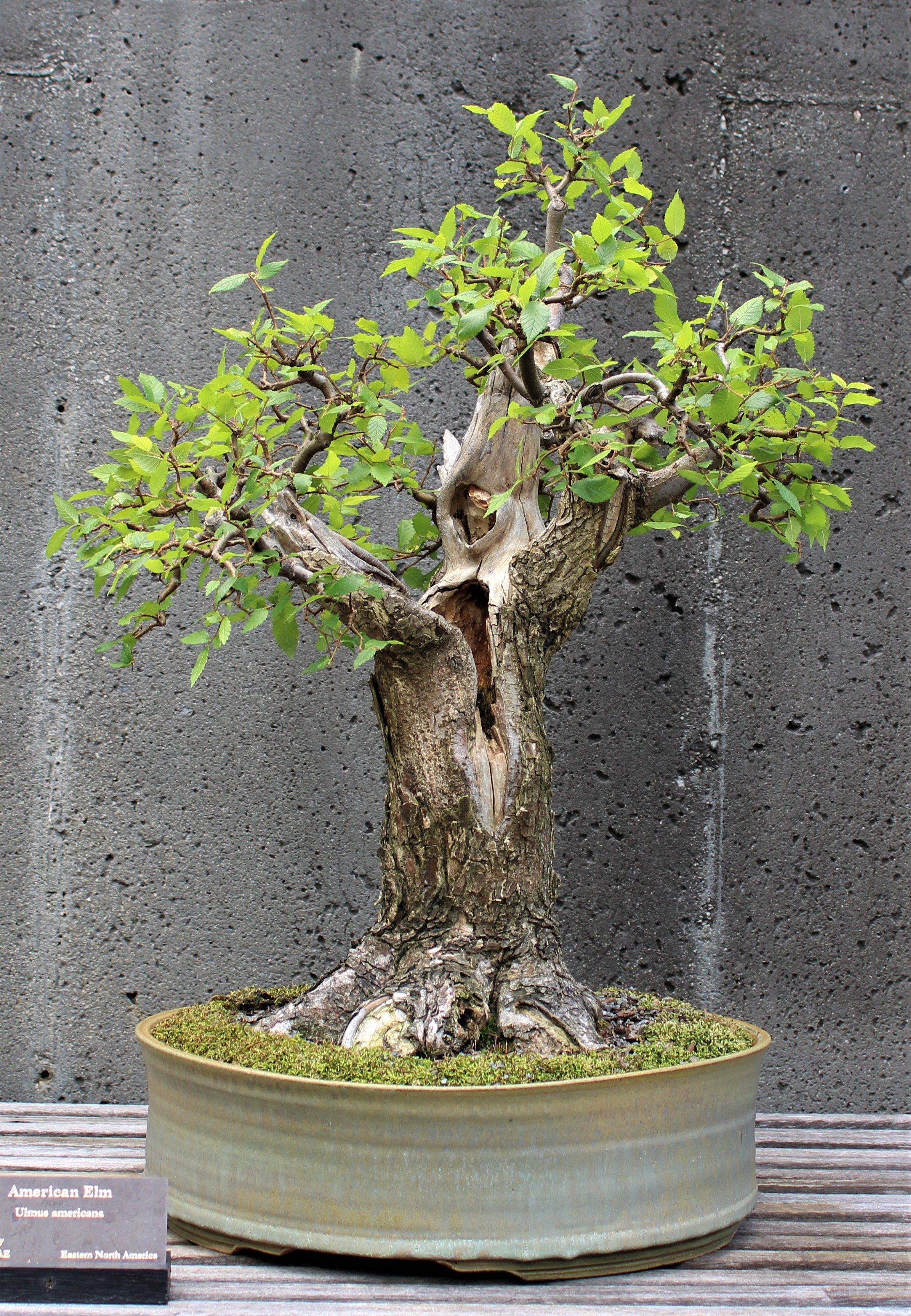  American Elm ( Ulmus americana ); Container by Eli Akins.  